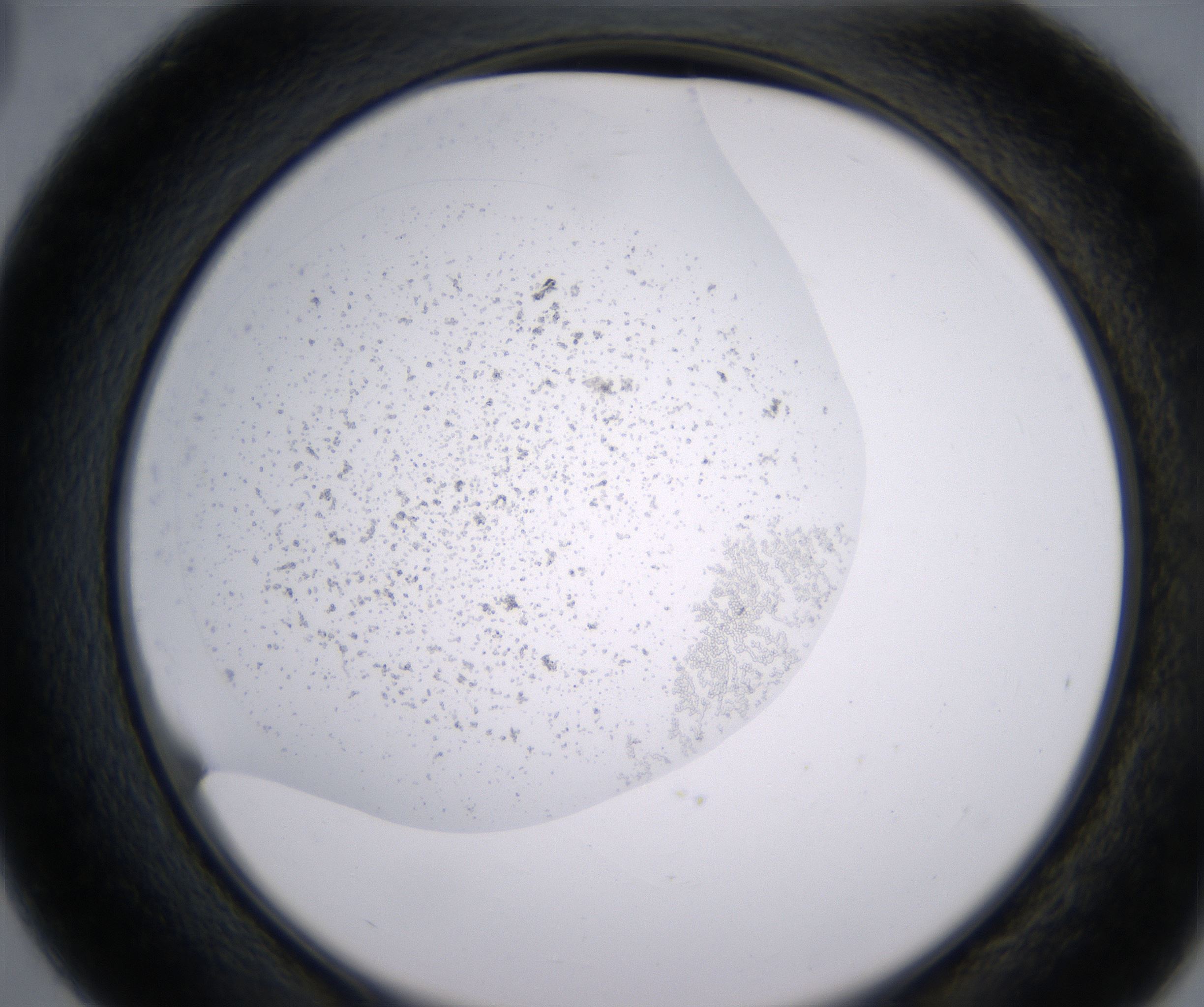 D3_HighResolution_Precipitate_2.jpg