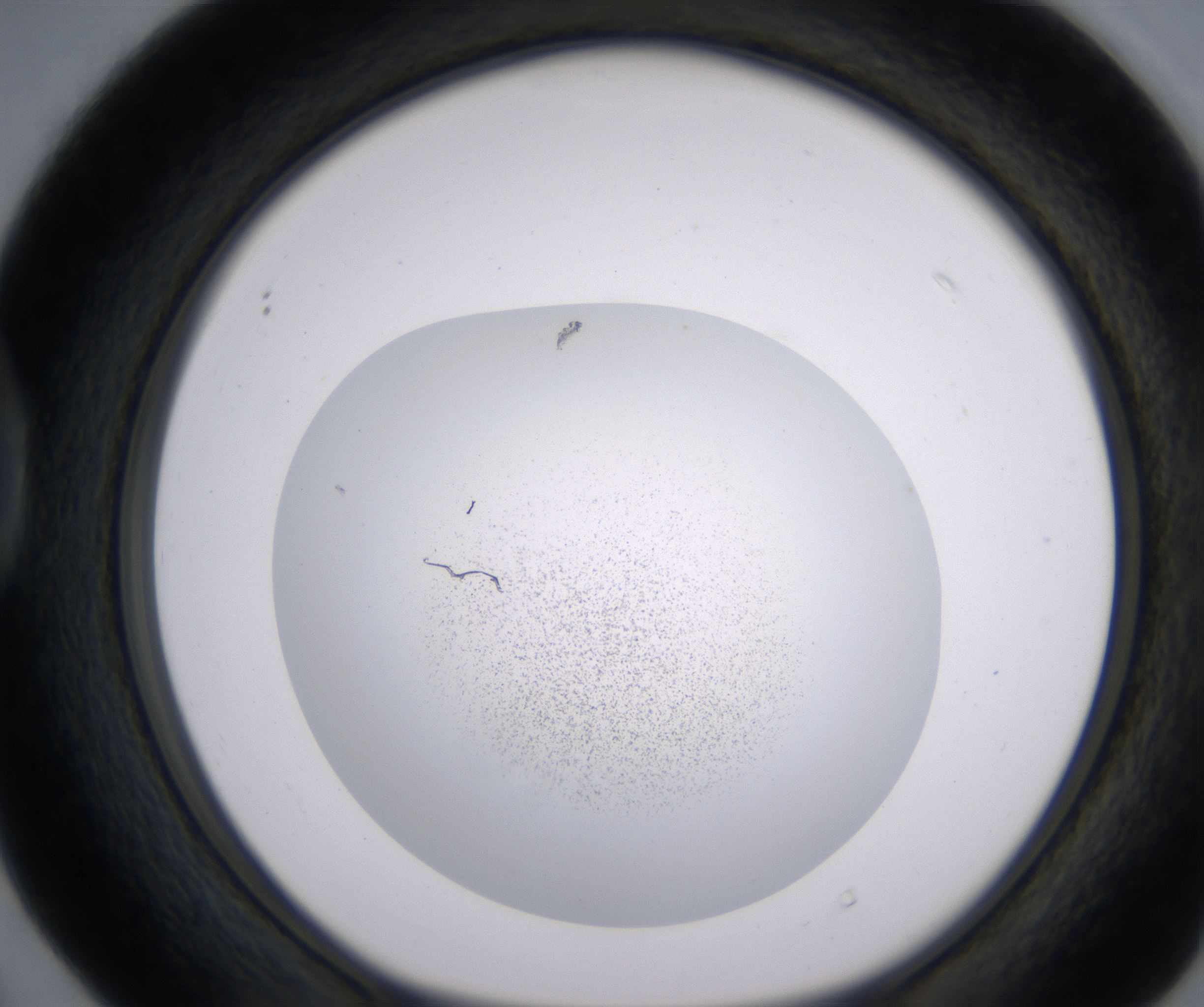 D4_HighResolution_Precipitate_1.jpg