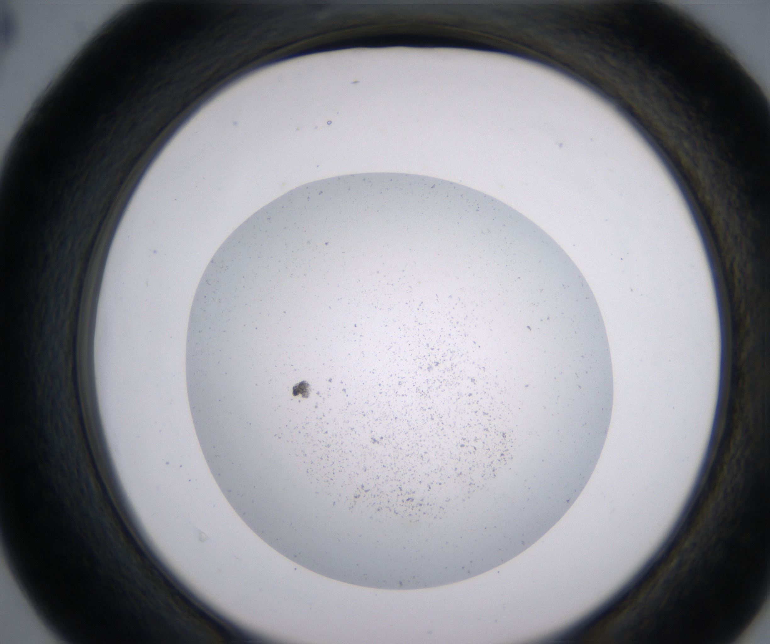 D4_HighResolution_Precipitate_2.jpg