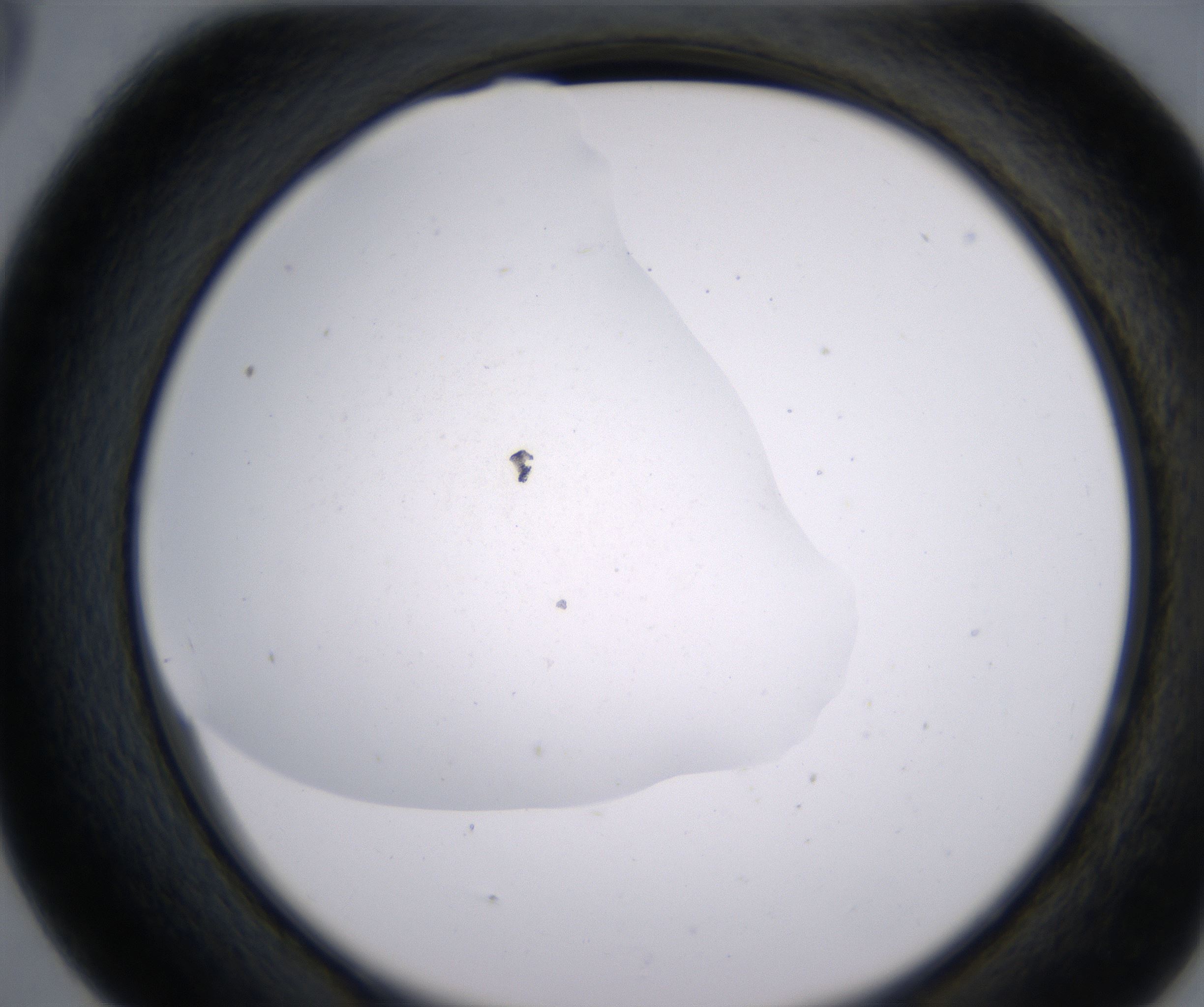 D5_HighResolution_Precipitate_2.jpg