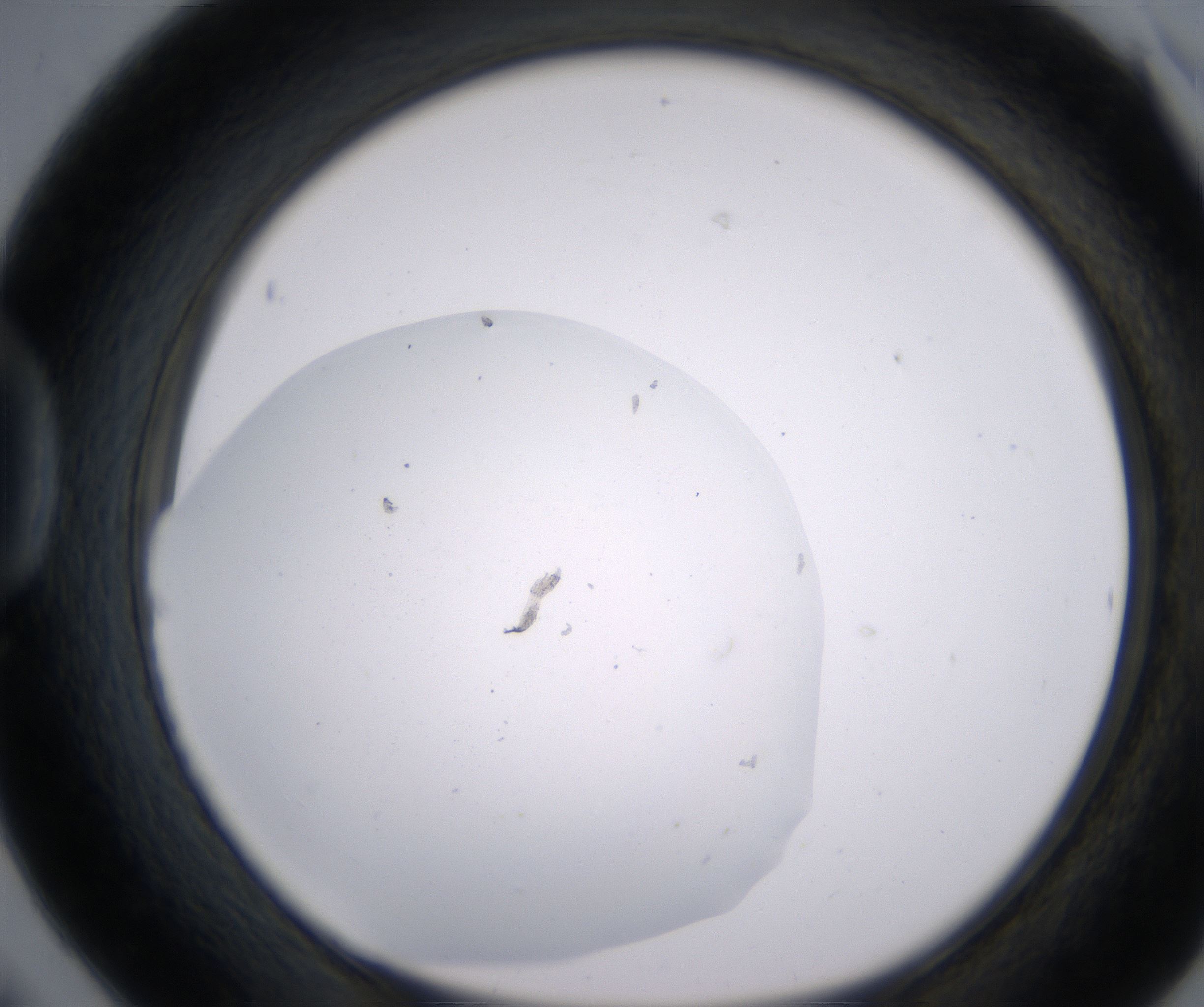 D6_HighResolution_Clear_1.jpg