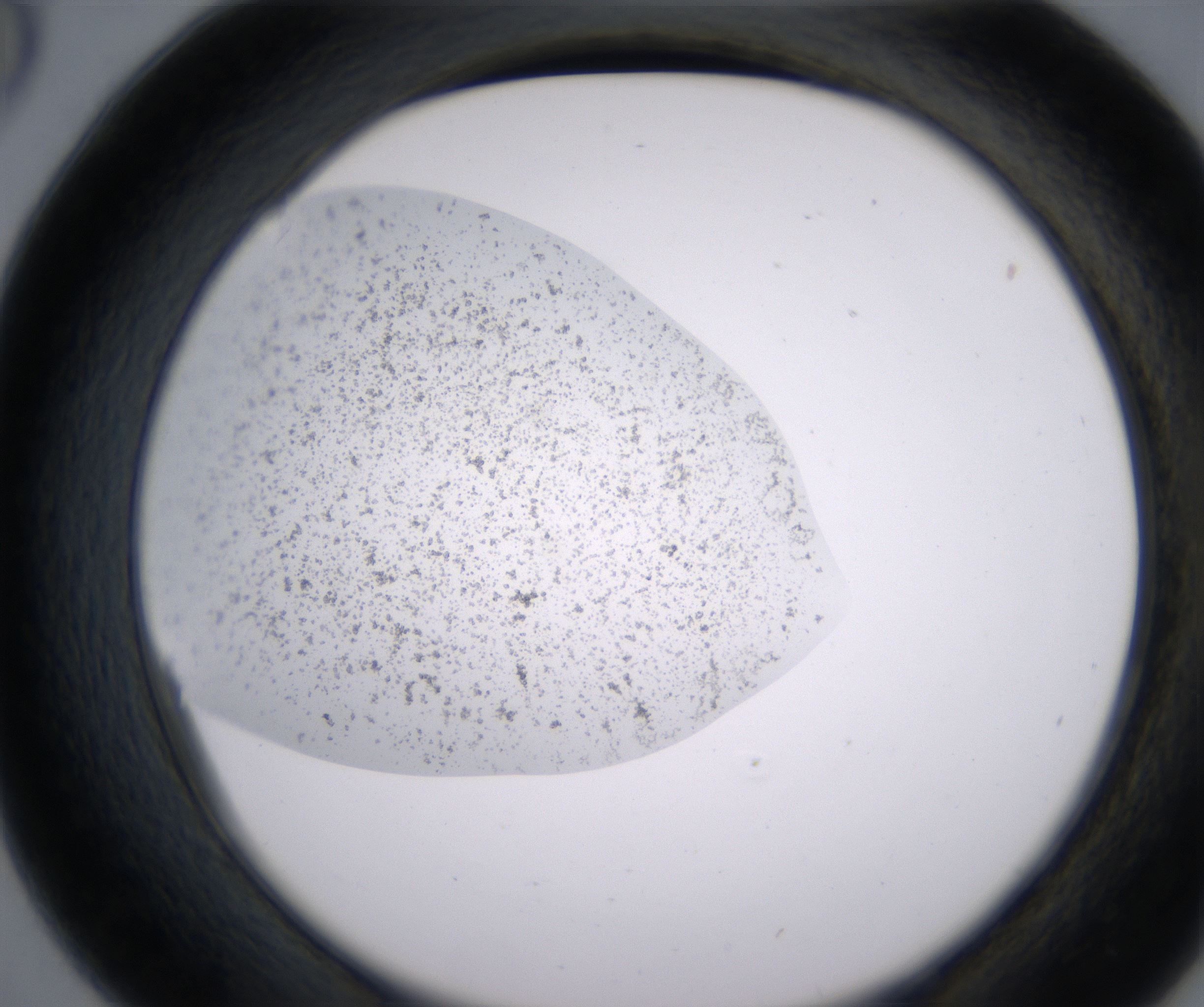 D6_HighResolution_Precipitate_2.jpg