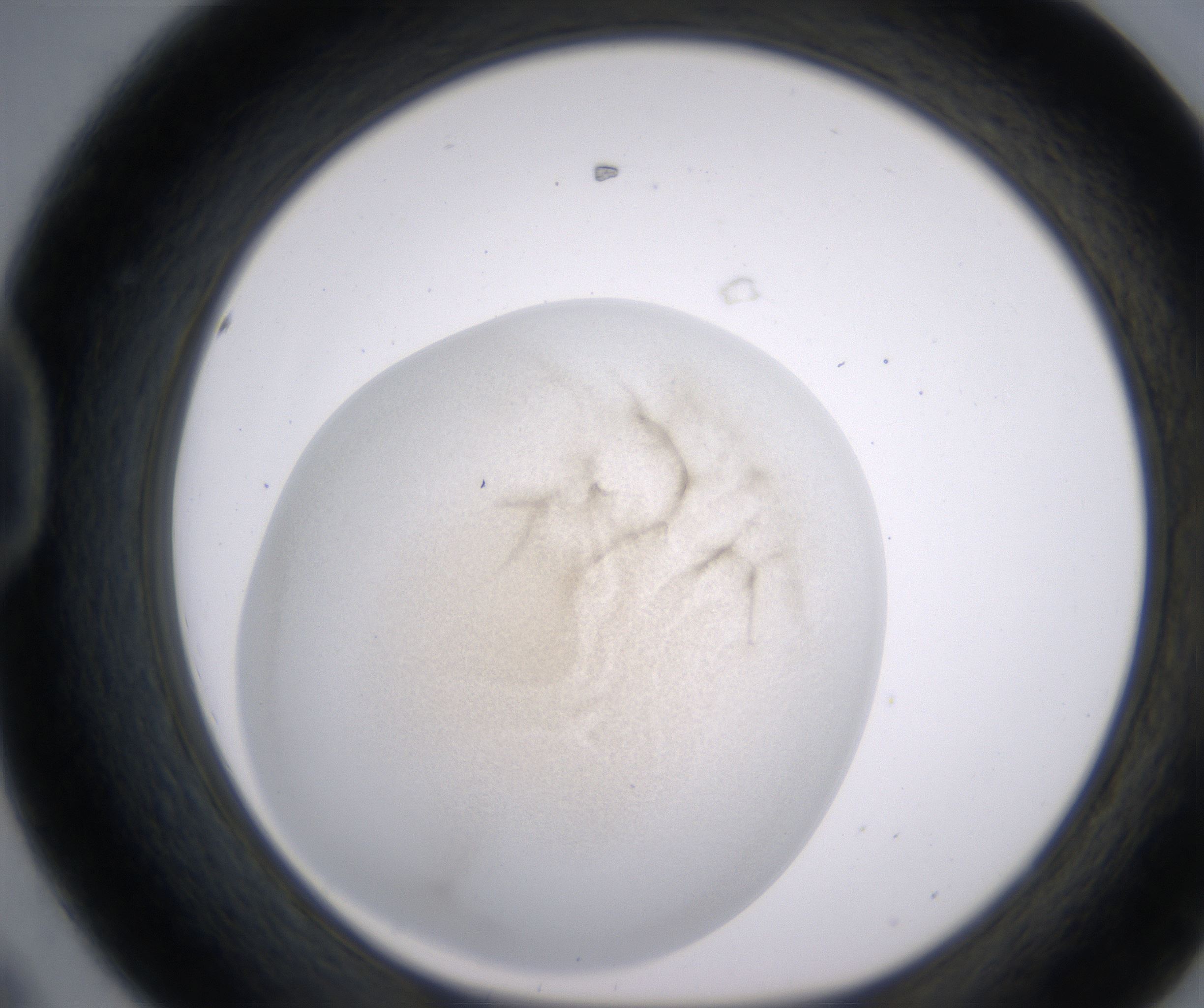 D8_HighResolution_Precipitate_1.jpg