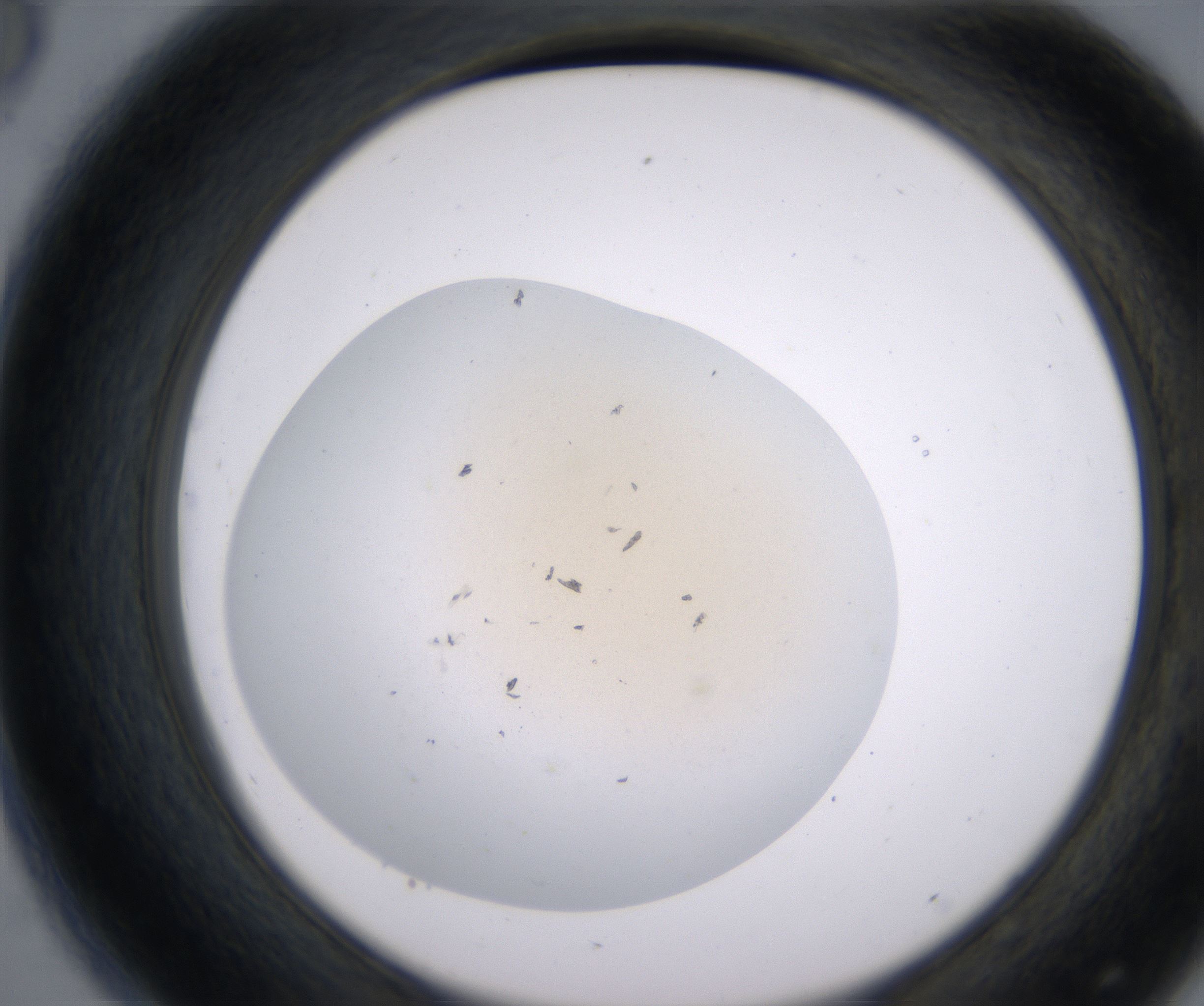 D8_HighResolution_Precipitate_2.jpg
