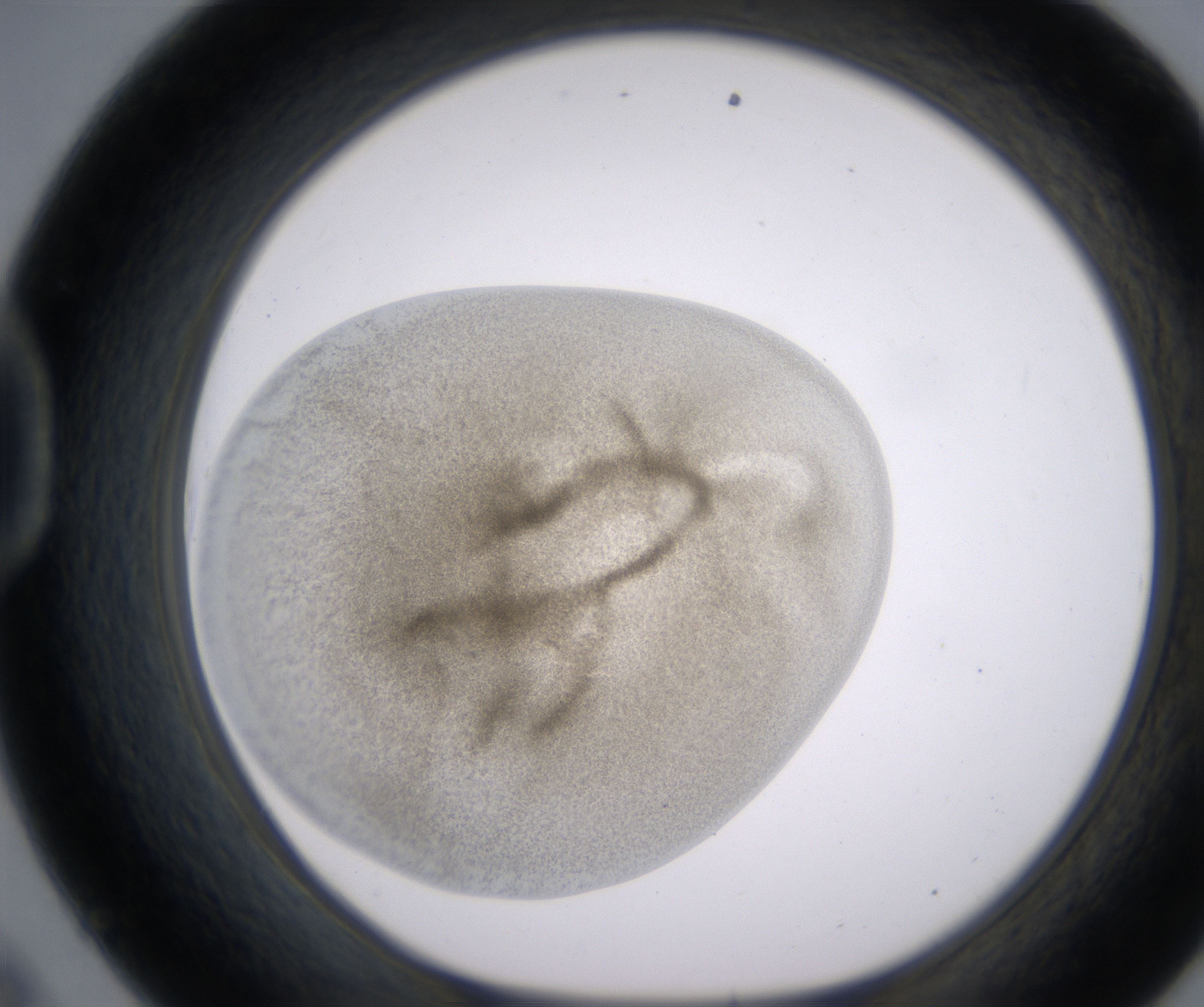D9_HighResolution_Precipitate_1.jpg