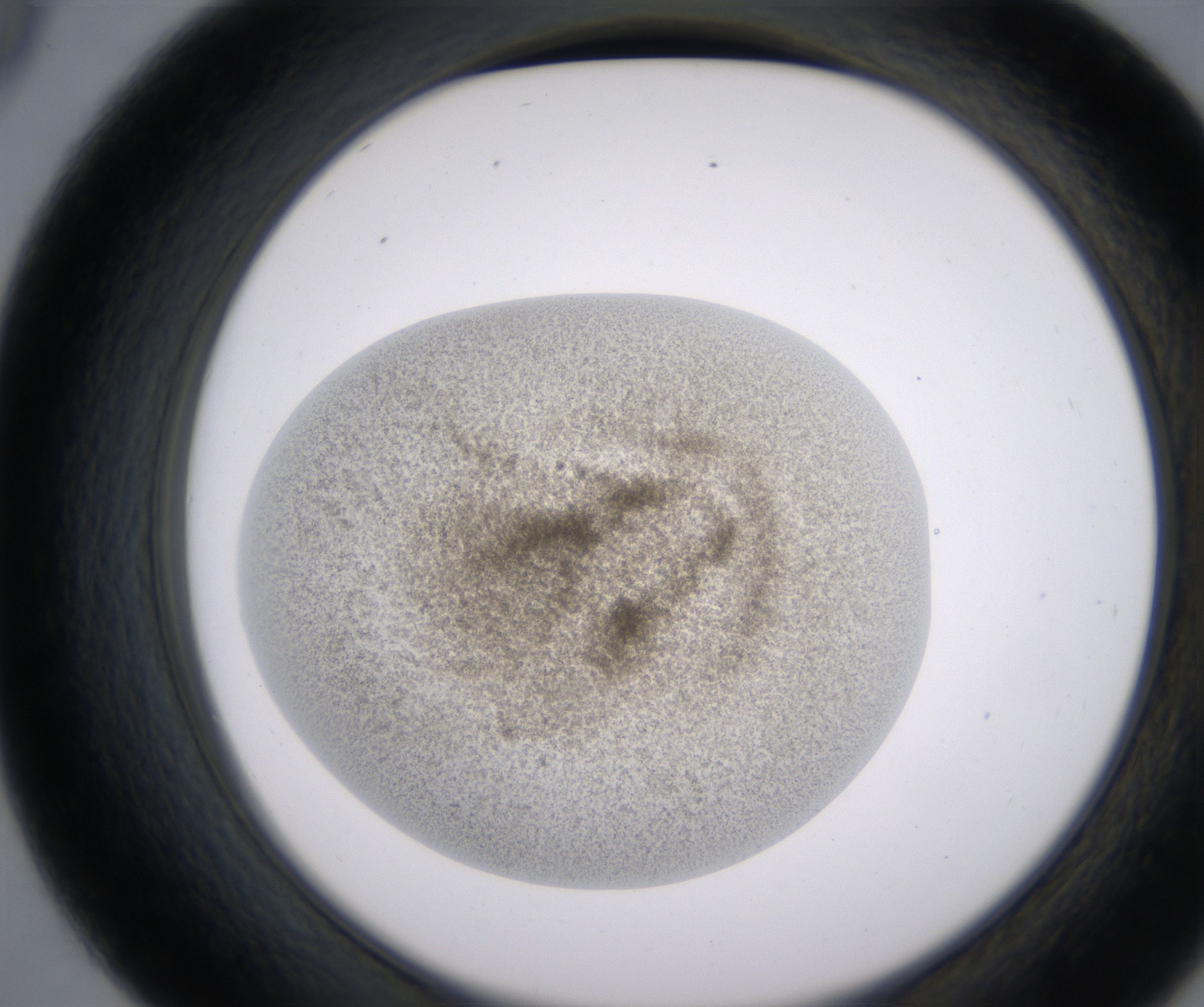 D9_HighResolution_Precipitate_2.jpg