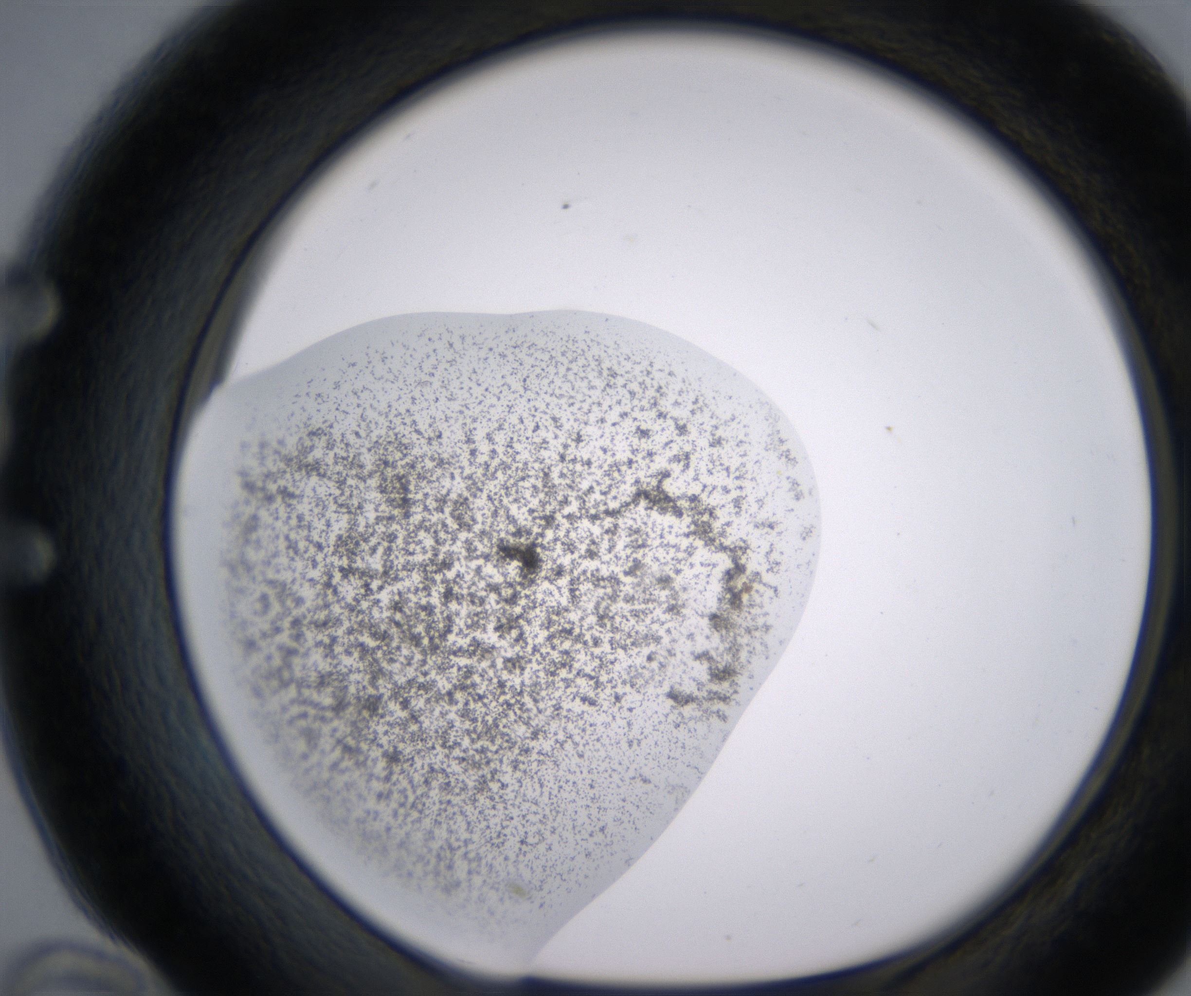 E10_HighResolution_Precipitate_1.jpg