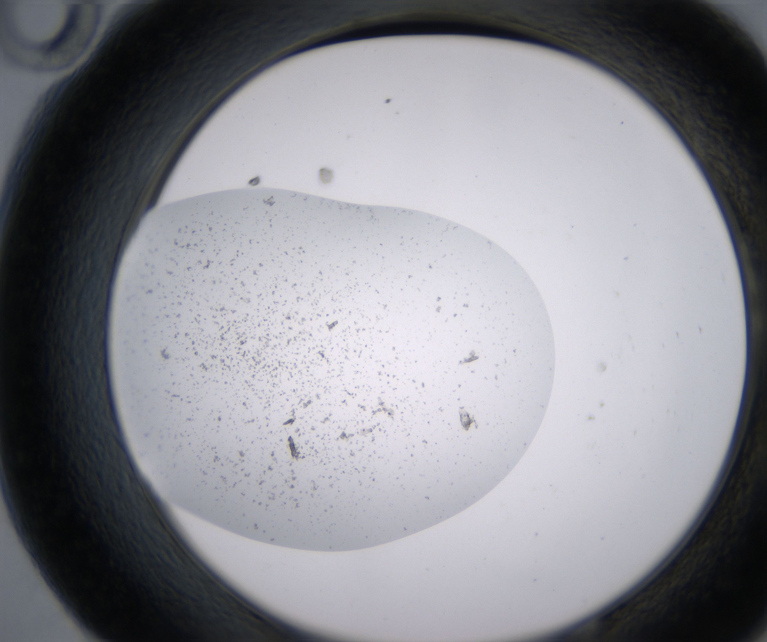 E10_HighResolution_Precipitate_2.jpg
