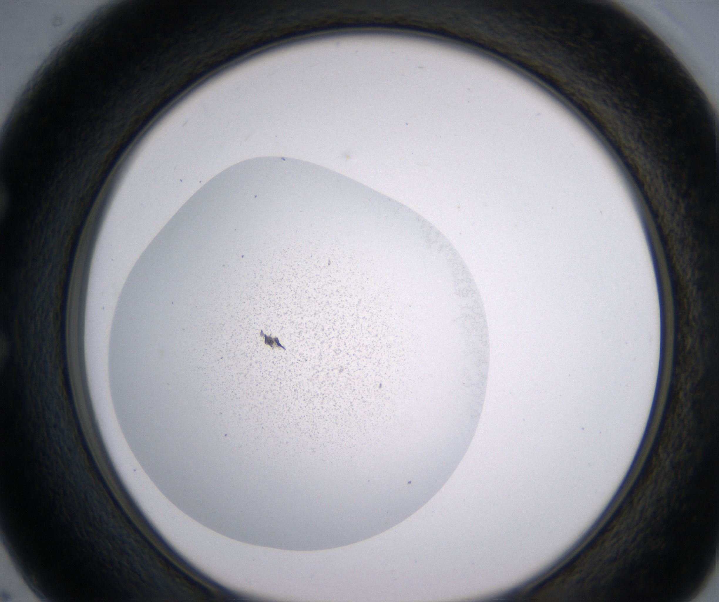 E2_HighResolution_Precipitate_1.jpg