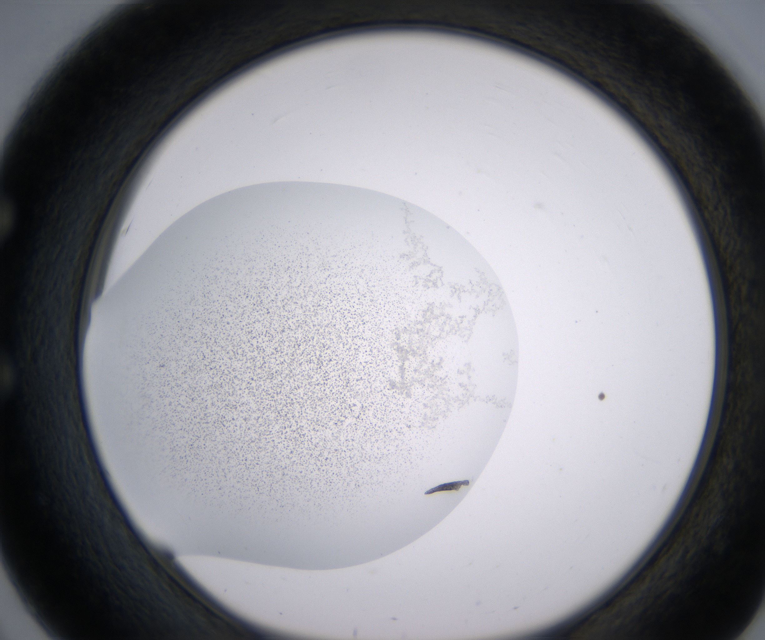 E3_HighResolution_Precipitate_1.jpg