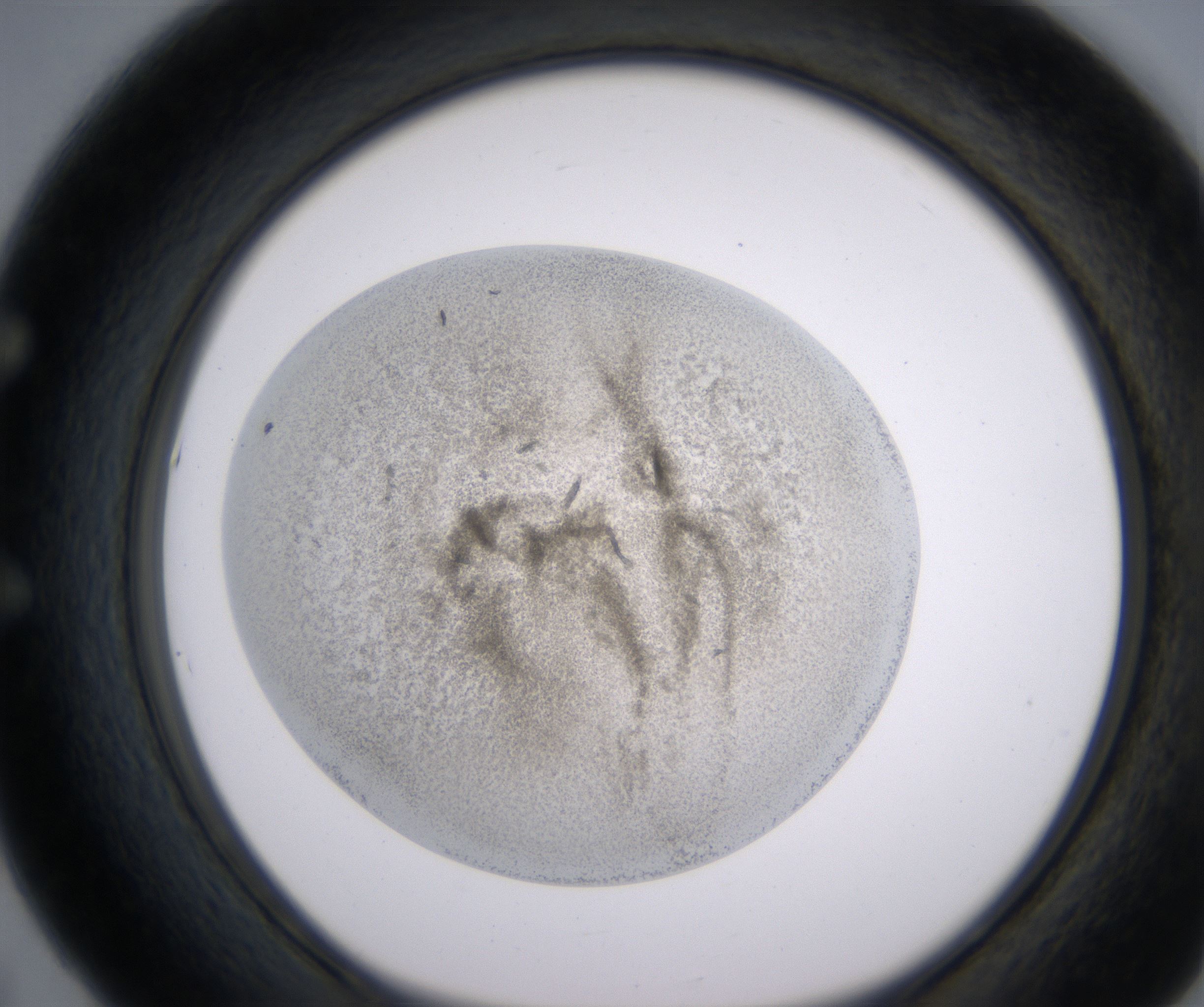 E5_HighResolution_Precipitate_1.jpg