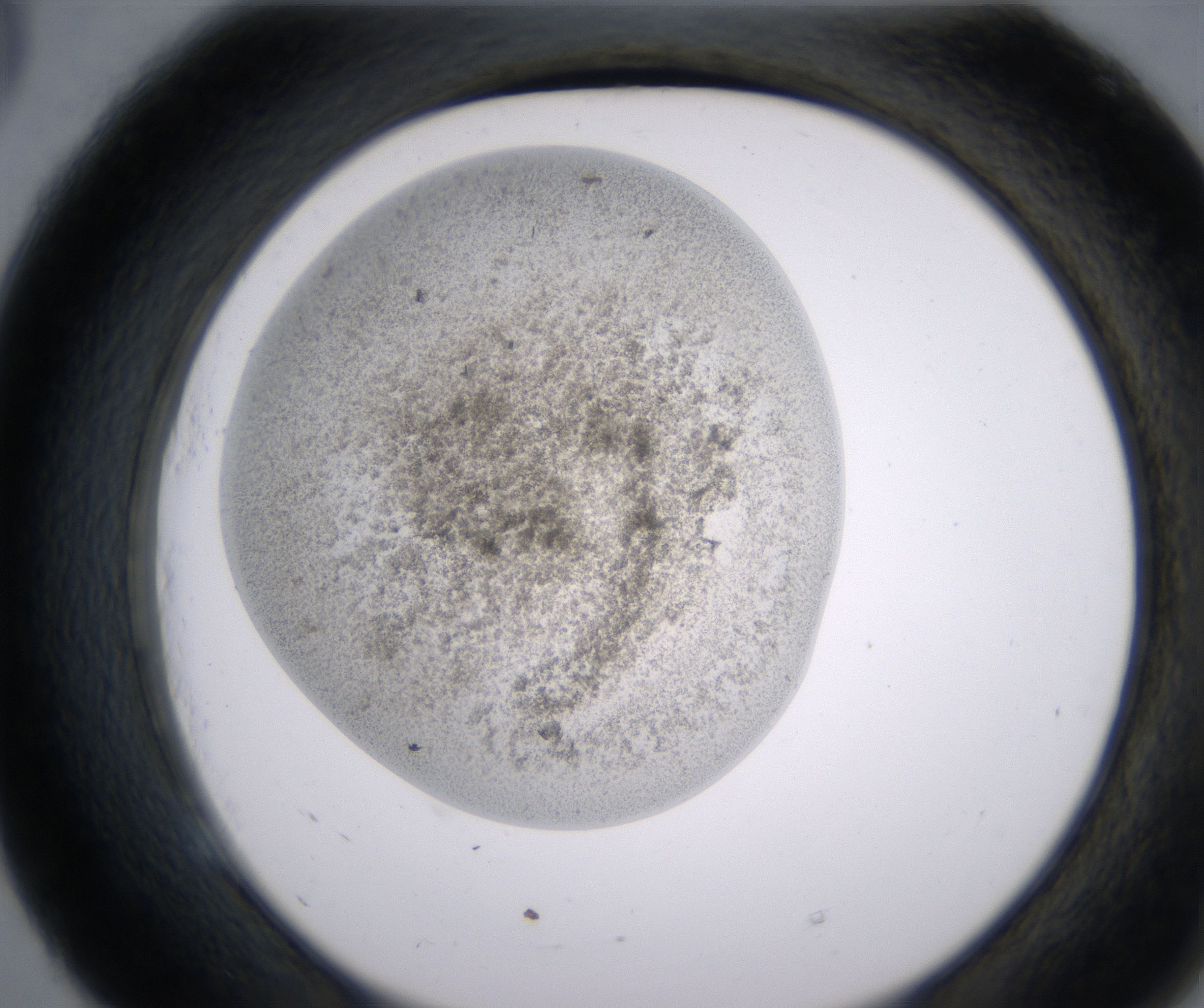 E5_HighResolution_Precipitate_2.jpg