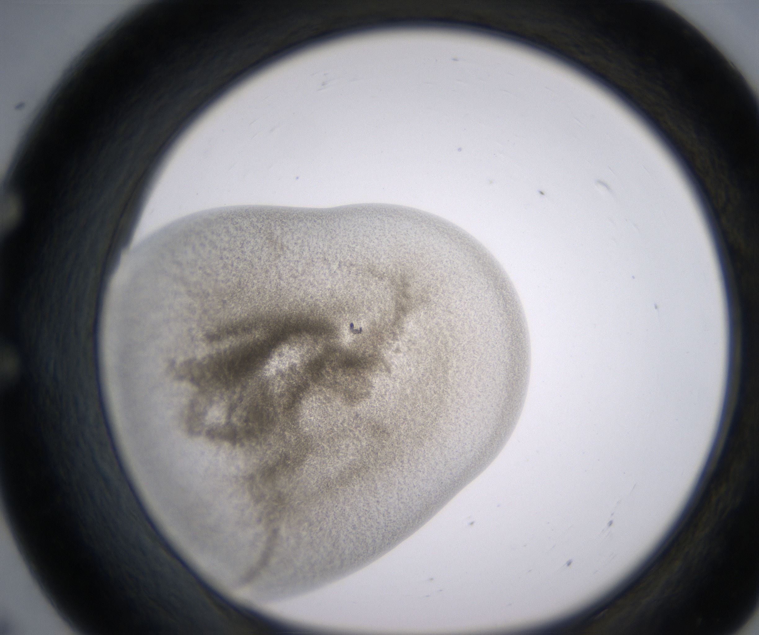 E7_HighResolution_Precipitate_1.jpg