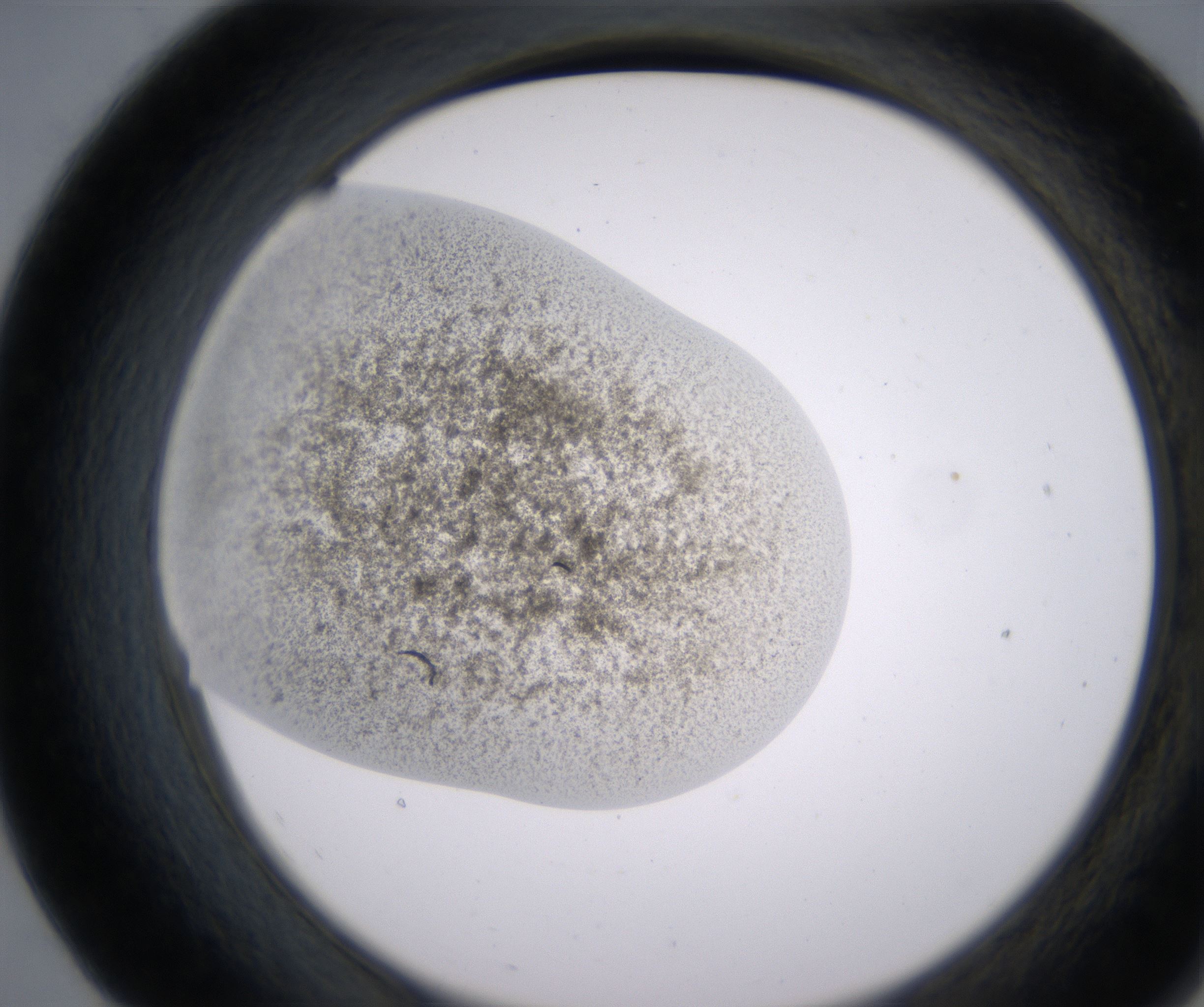 E7_HighResolution_Precipitate_2.jpg
