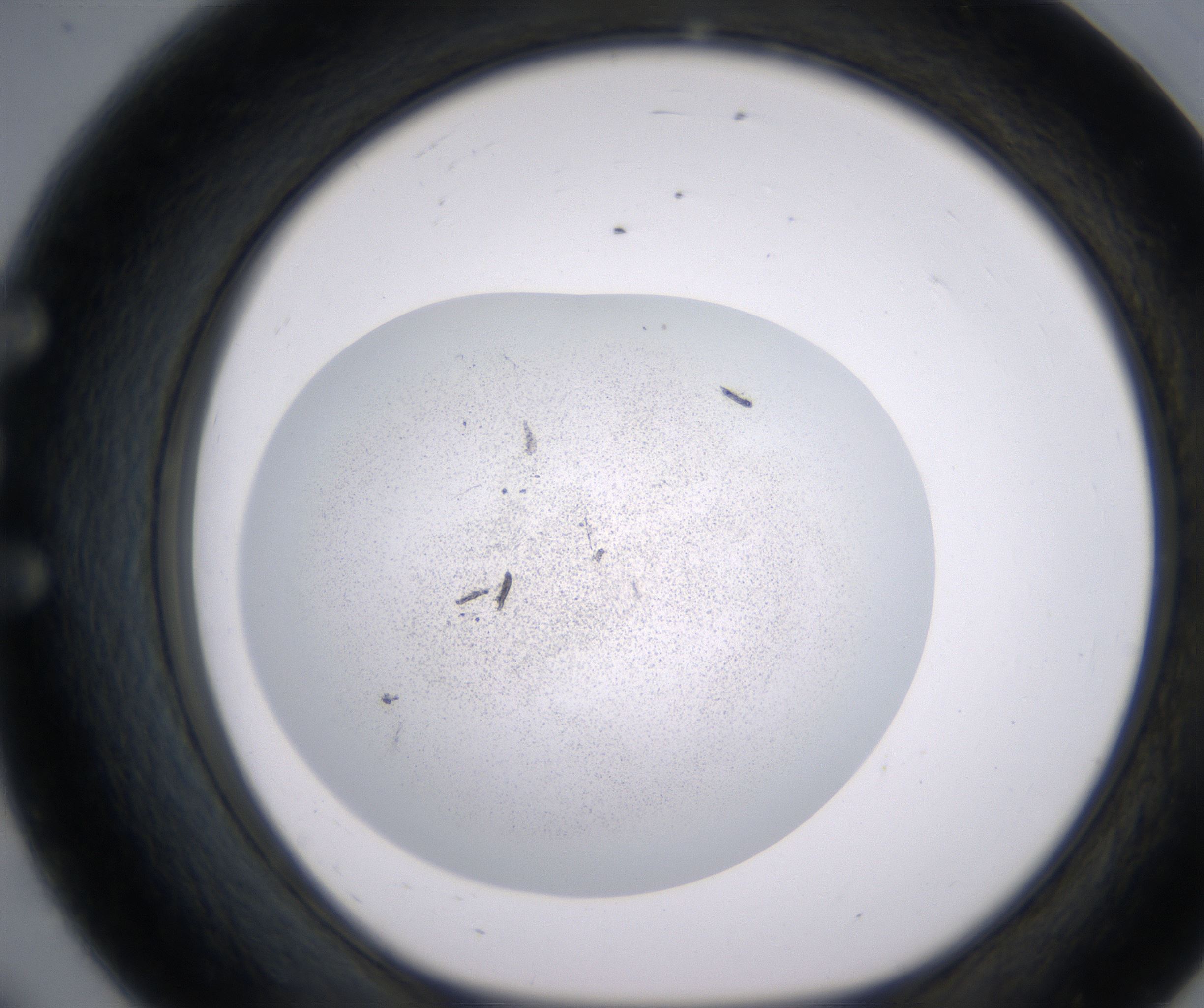 E8_HighResolution_Precipitate_1.jpg