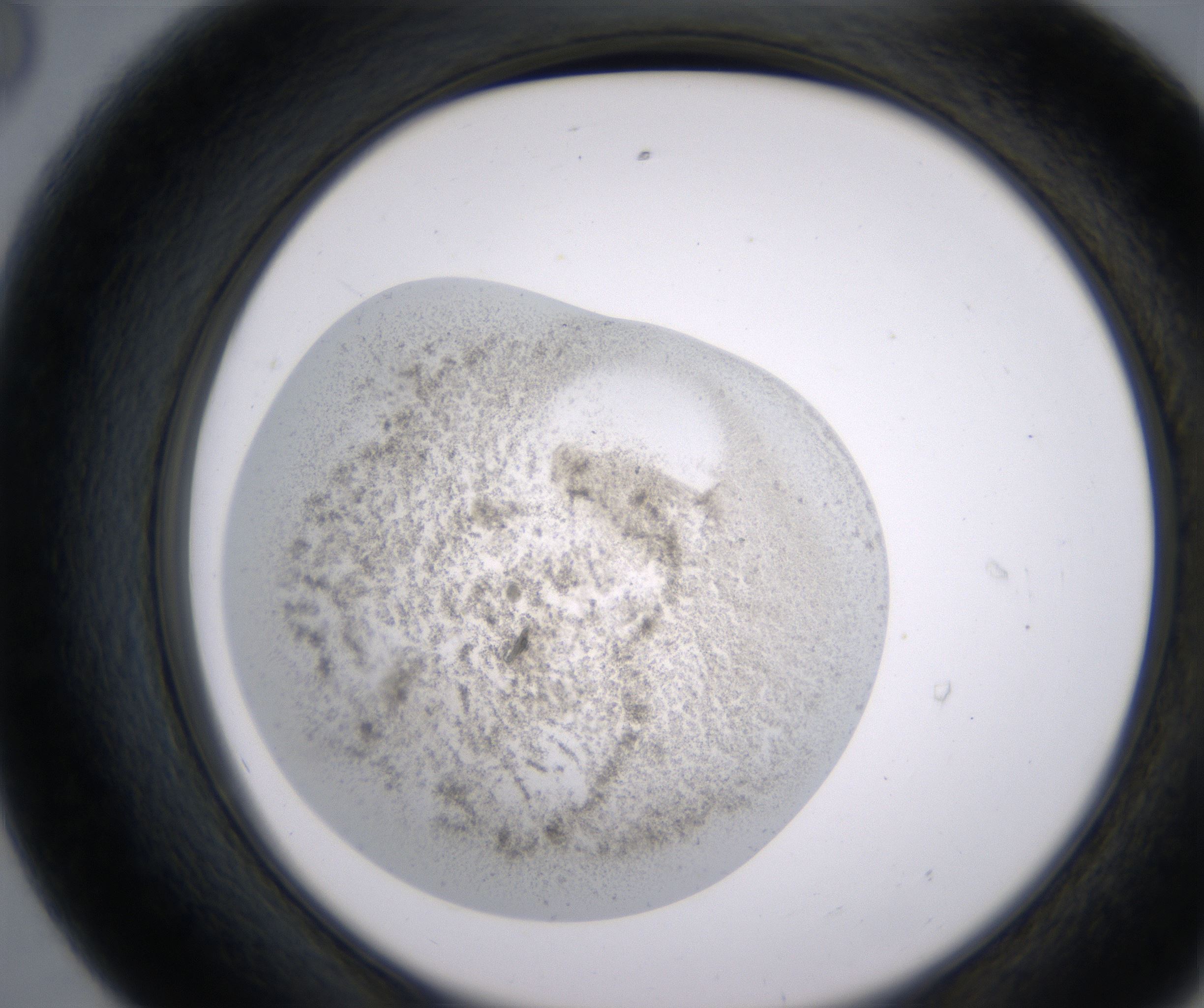 E8_HighResolution_Precipitate_2.jpg