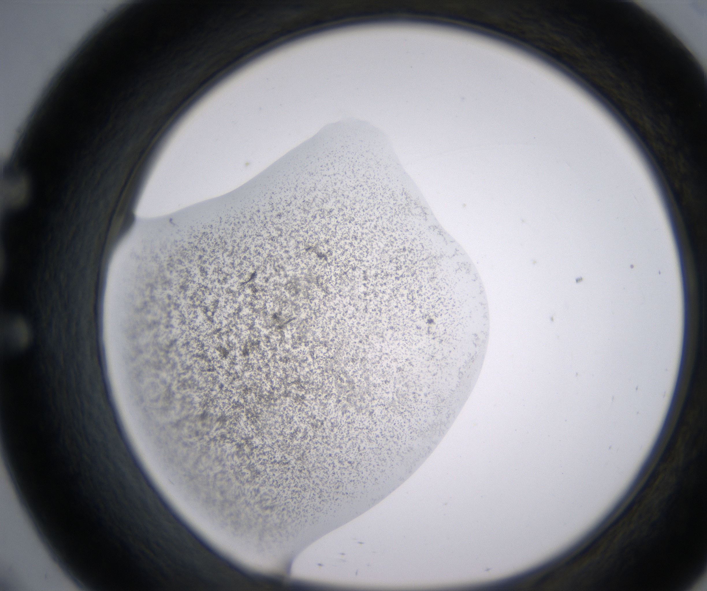 E9_HighResolution_Precipitate_1.jpg