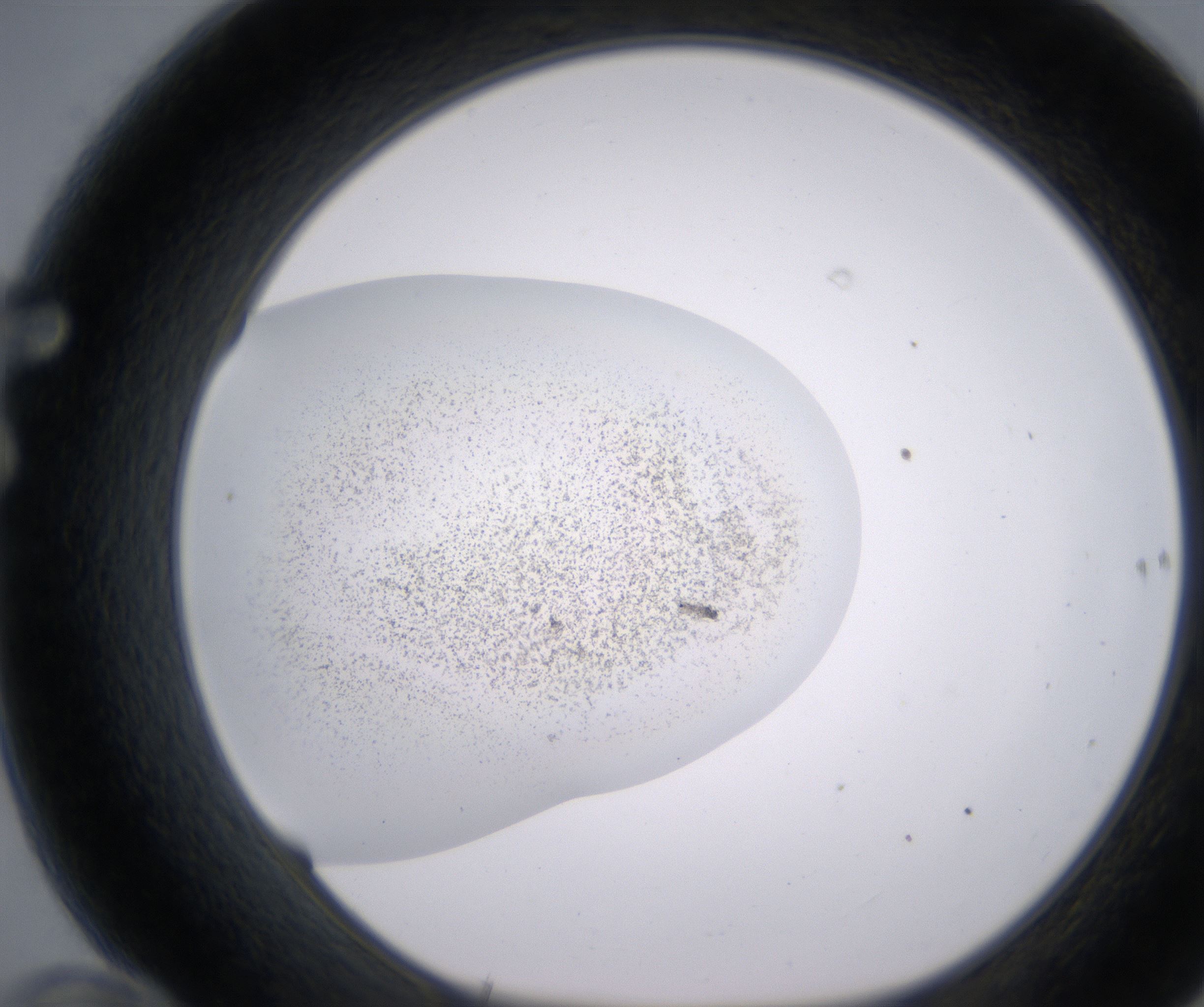 F10_HighResolution_Precipitate_1.jpg