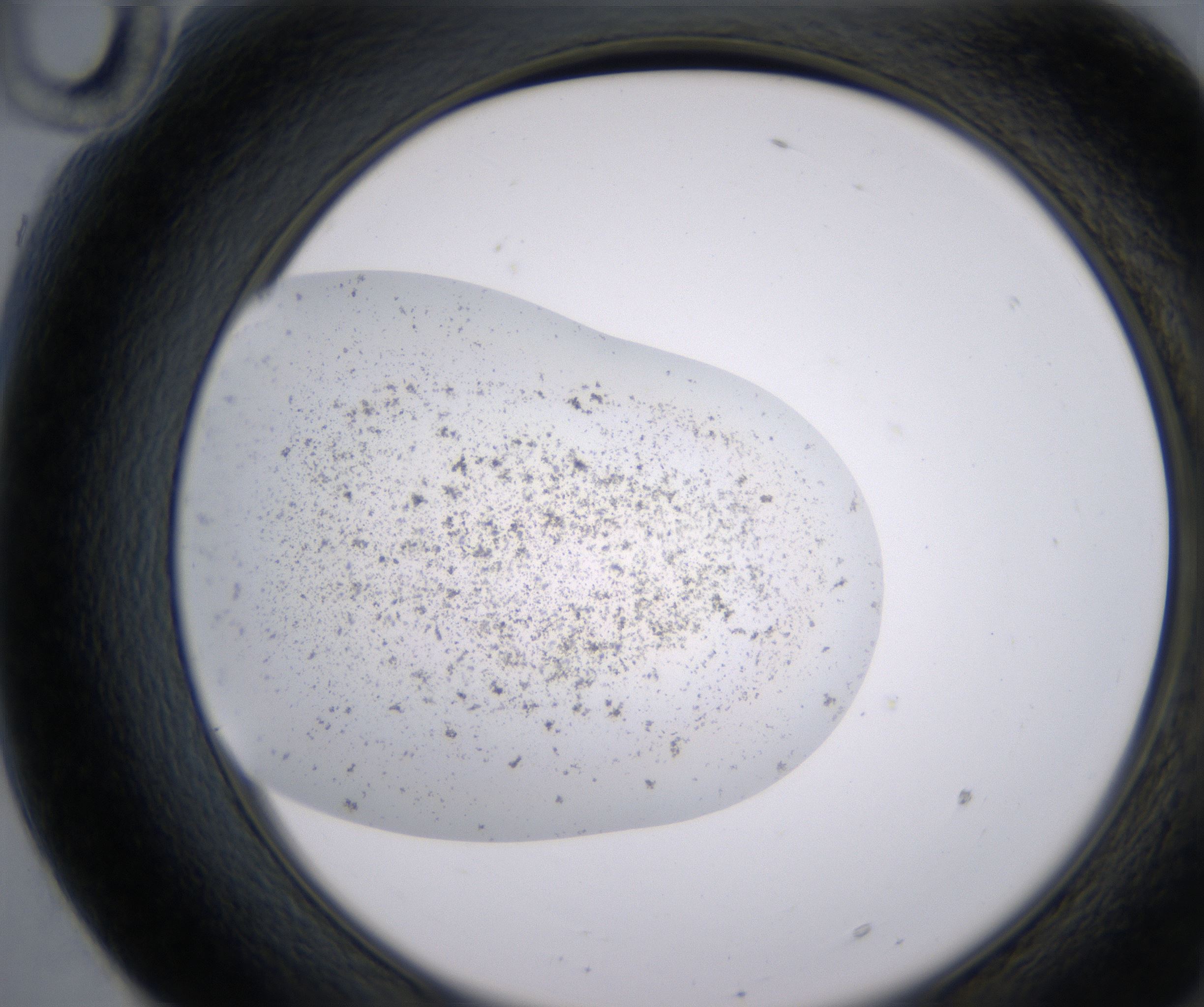 F10_HighResolution_Precipitate_2.jpg