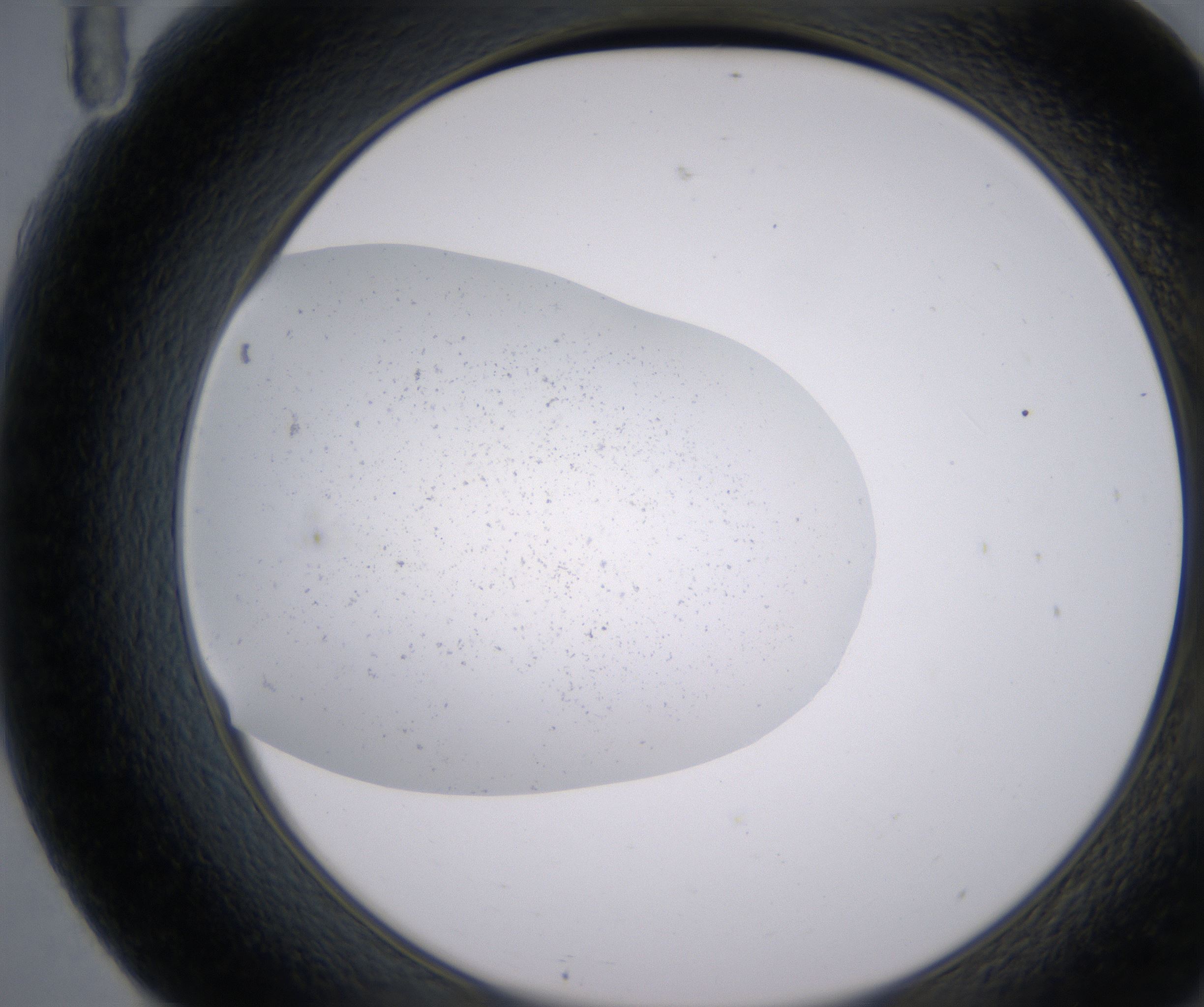 F11_HighResolution_Precipitate_2.jpg