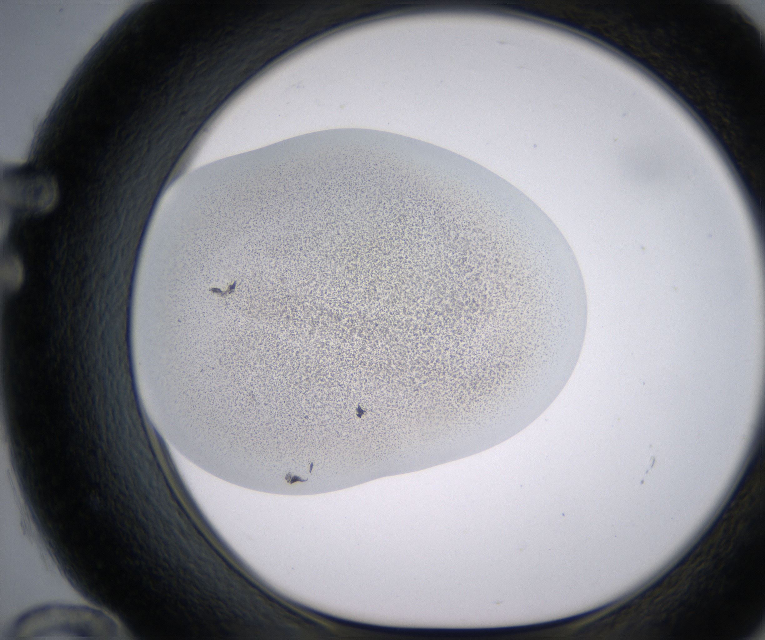 F12_HighResolution_Precipitate_1.jpg