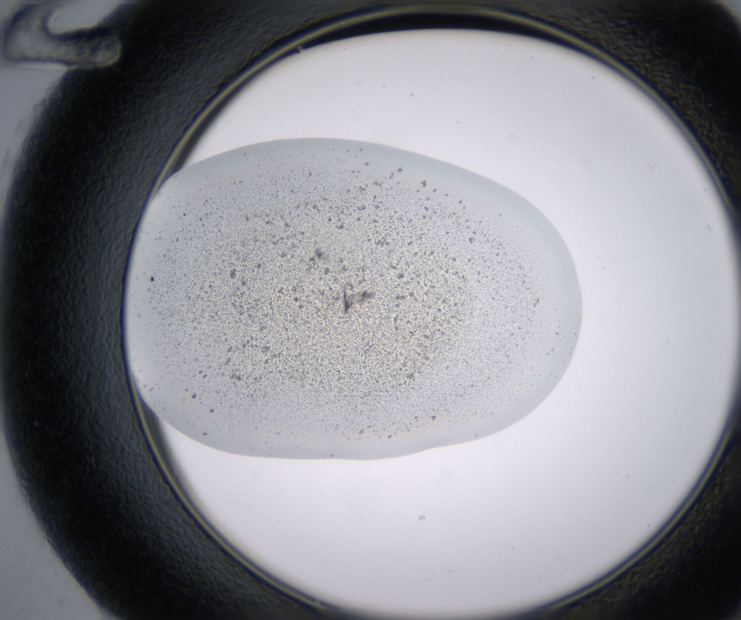 F12_HighResolution_Precipitate_2.jpg
