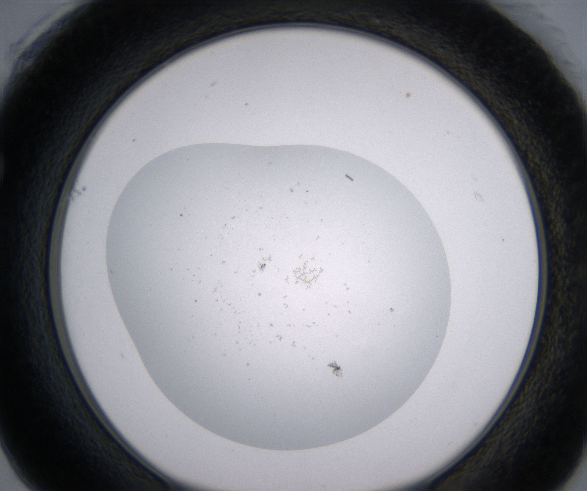 F1_HighResolution_Precipitate_1.jpg