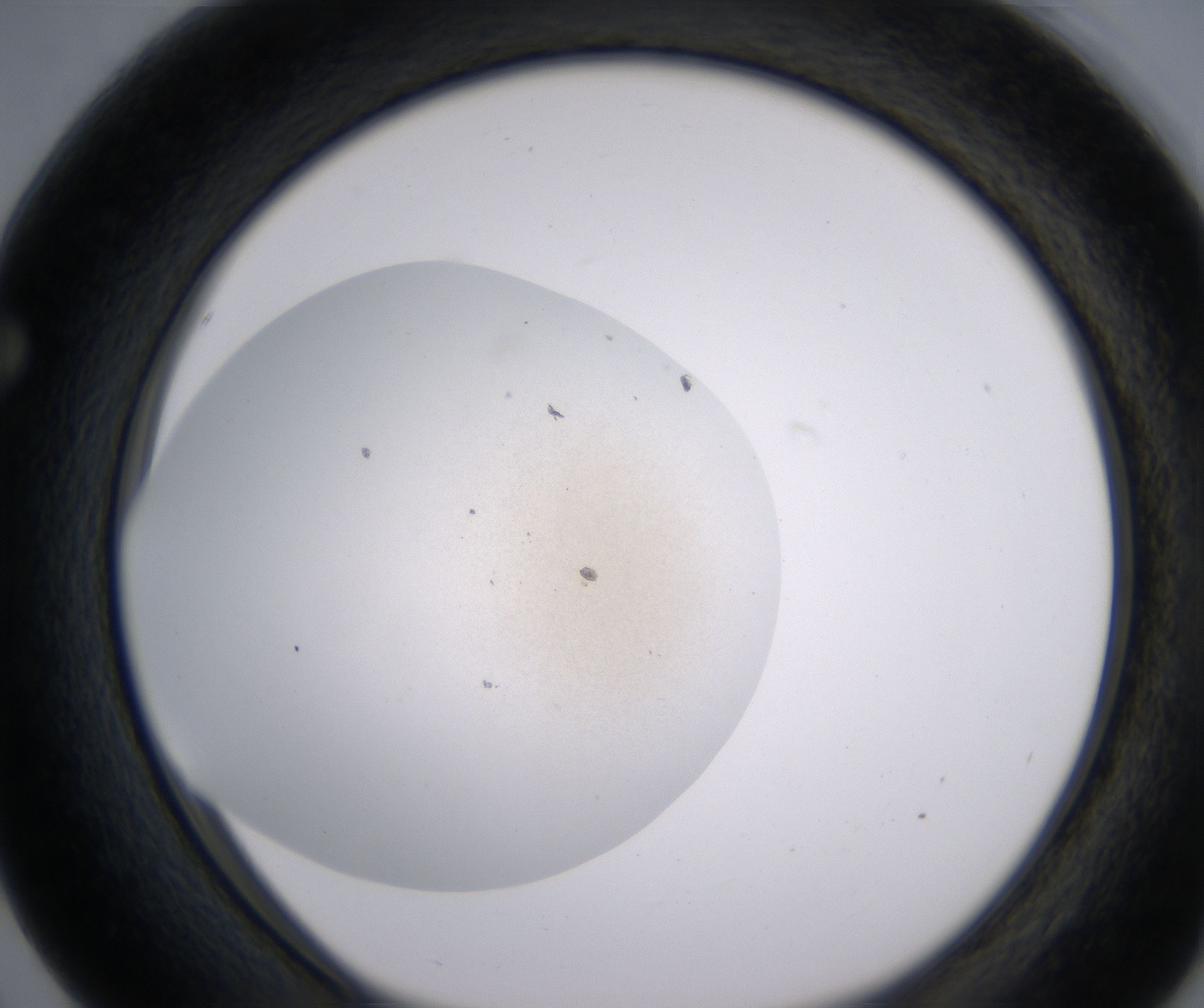 F3_HighResolution_Precipitate_1.jpg