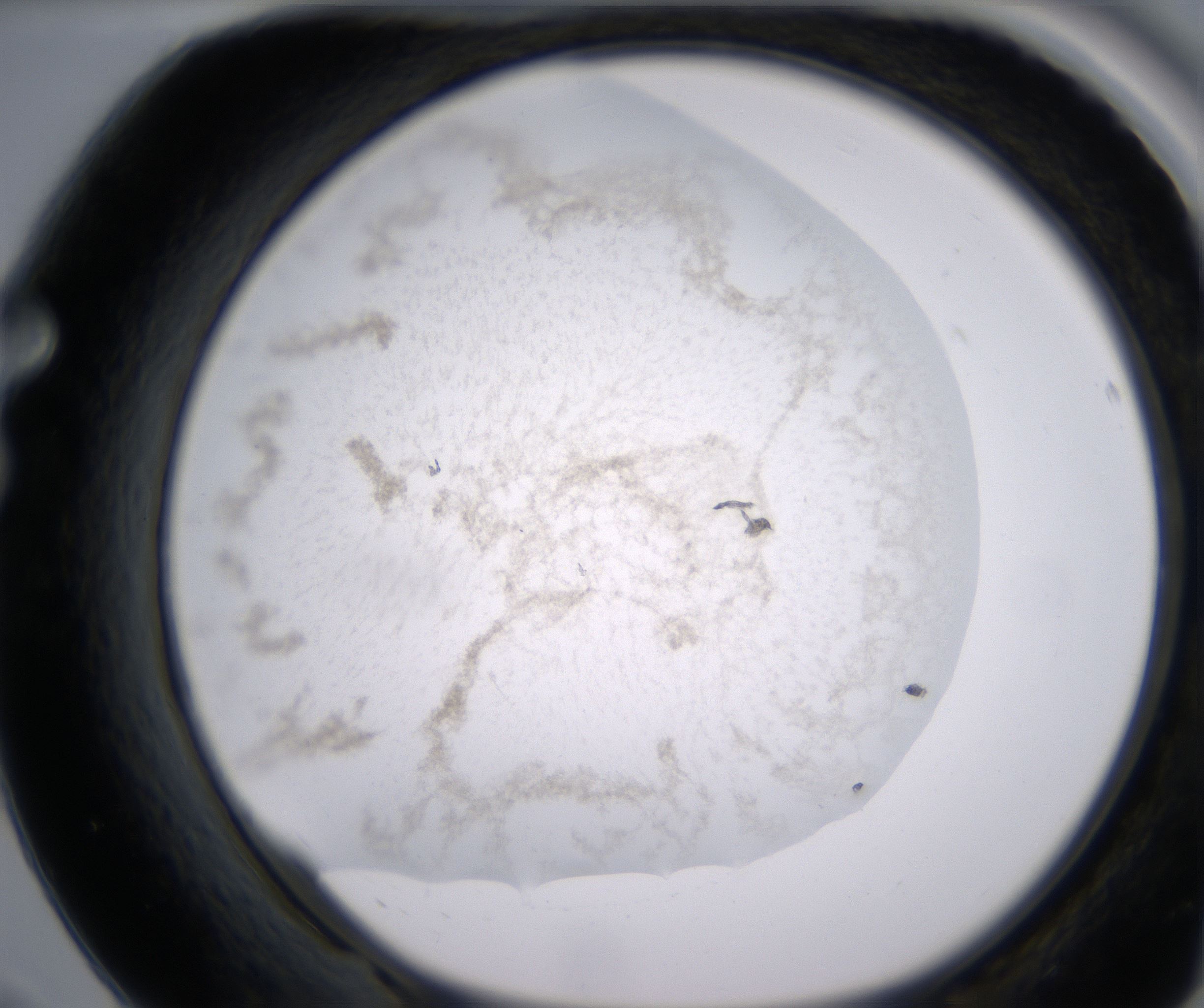 F8_HighResolution_Precipitate_1.jpg