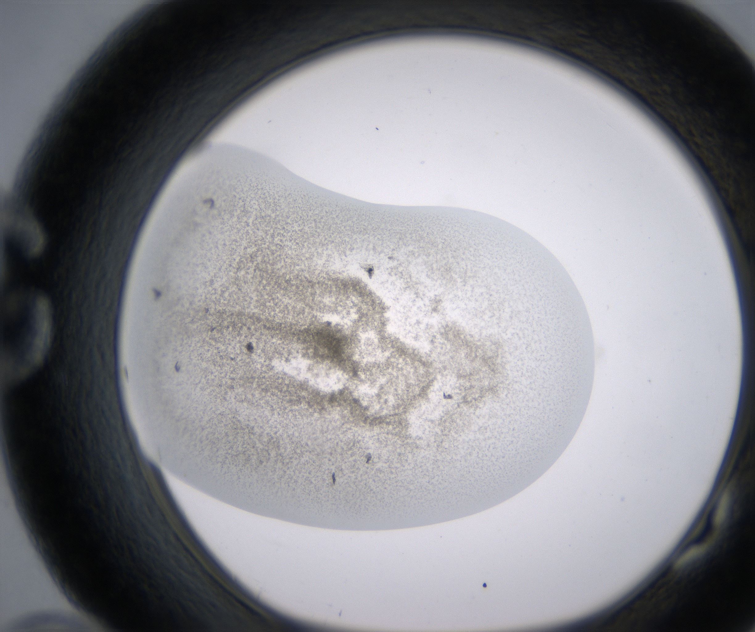 G10_HighResolution_Precipitate_1.jpg