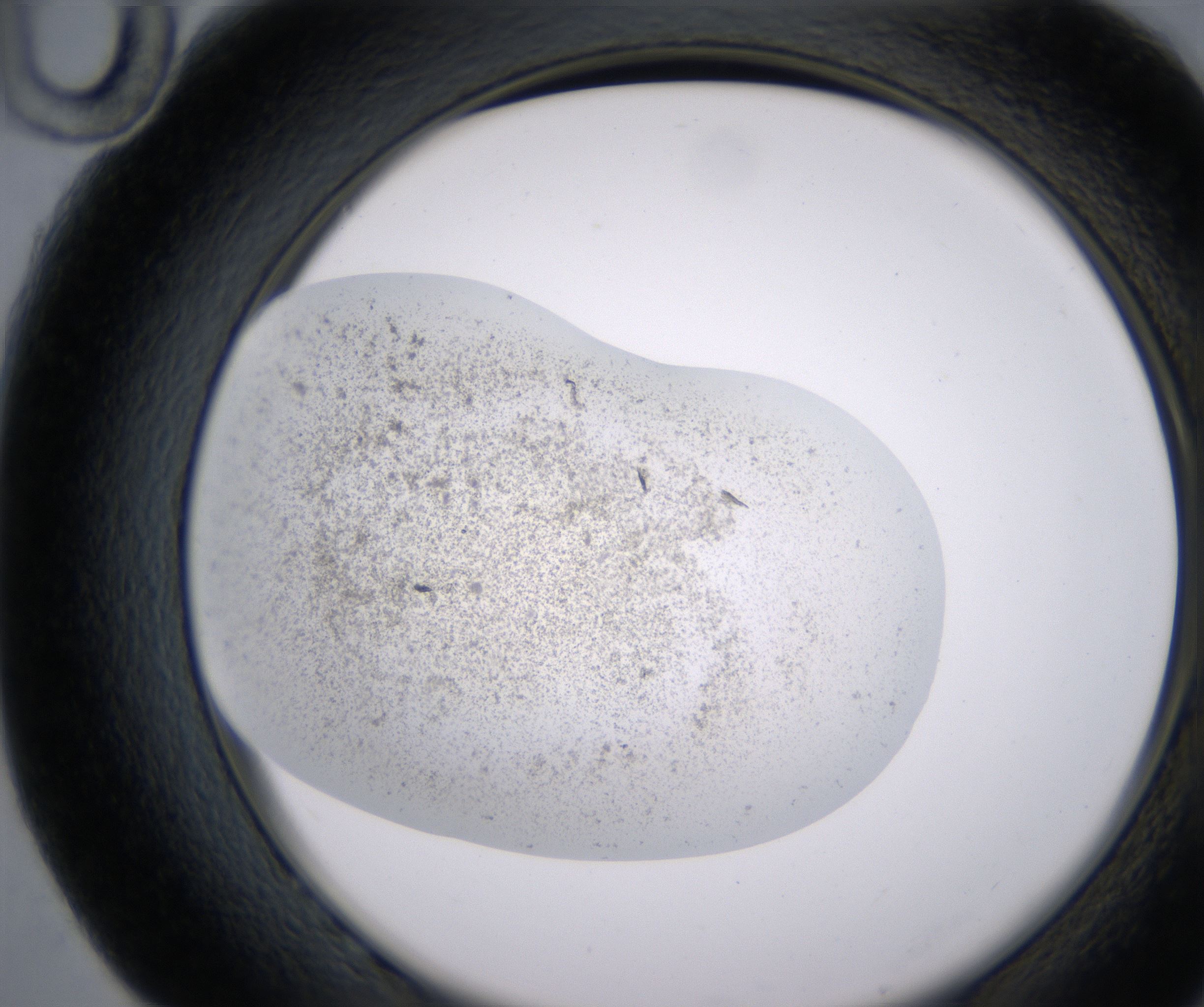 G10_HighResolution_Precipitate_2.jpg