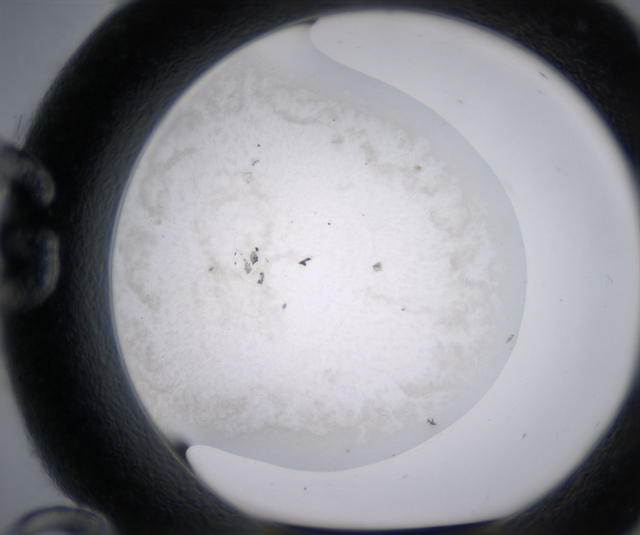 G12_HighResolution_Precipitate_1.jpg