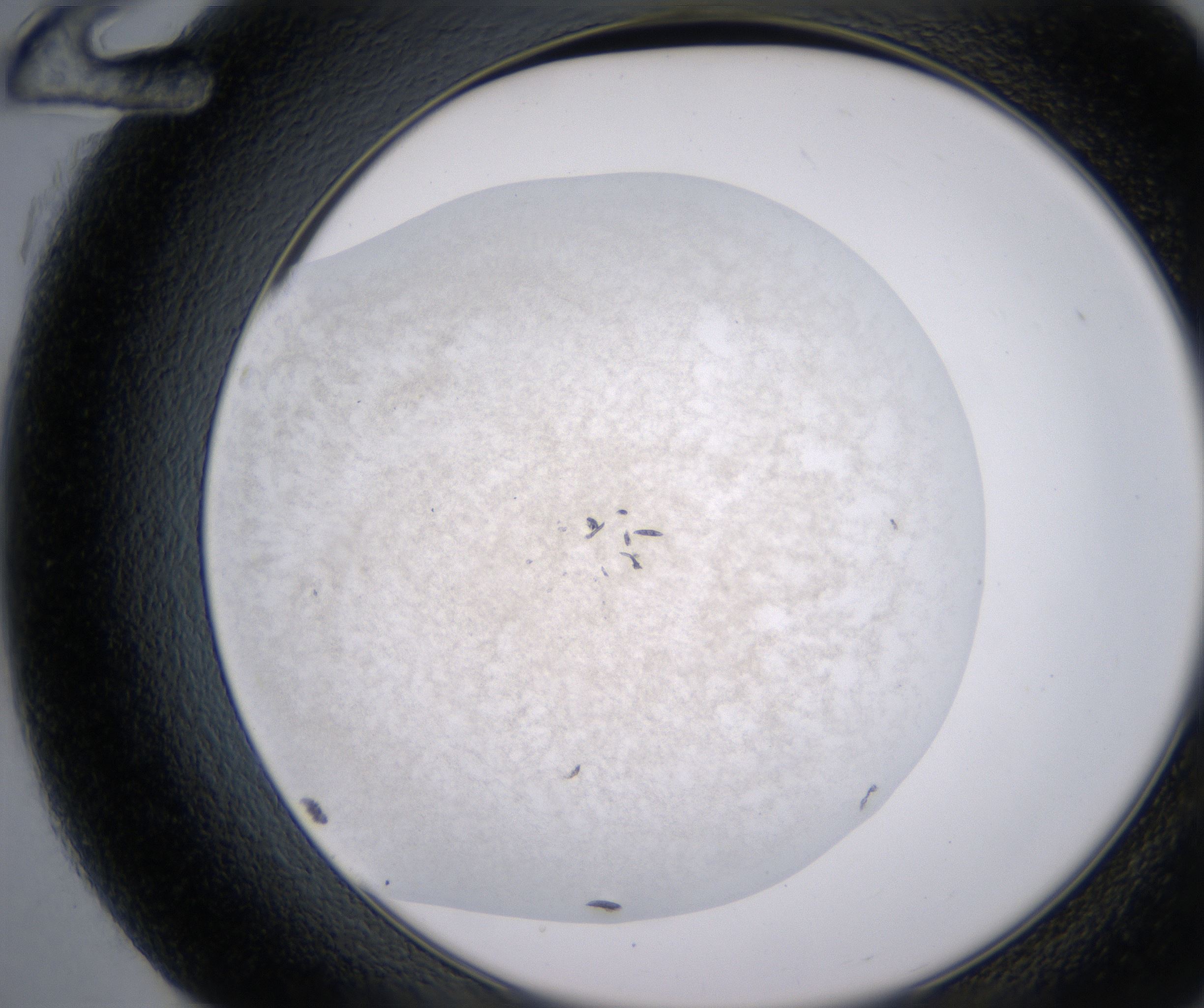 G12_HighResolution_Precipitate_2.jpg