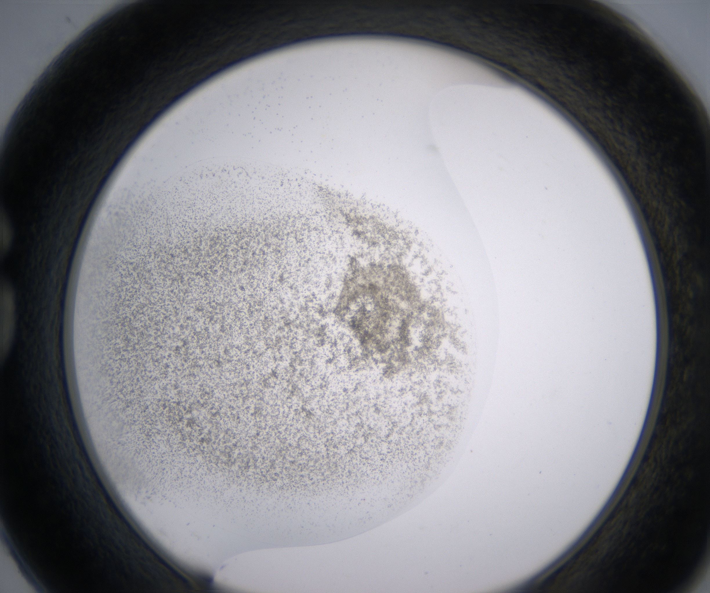 G2_HighResolution_Precipitate_1.jpg