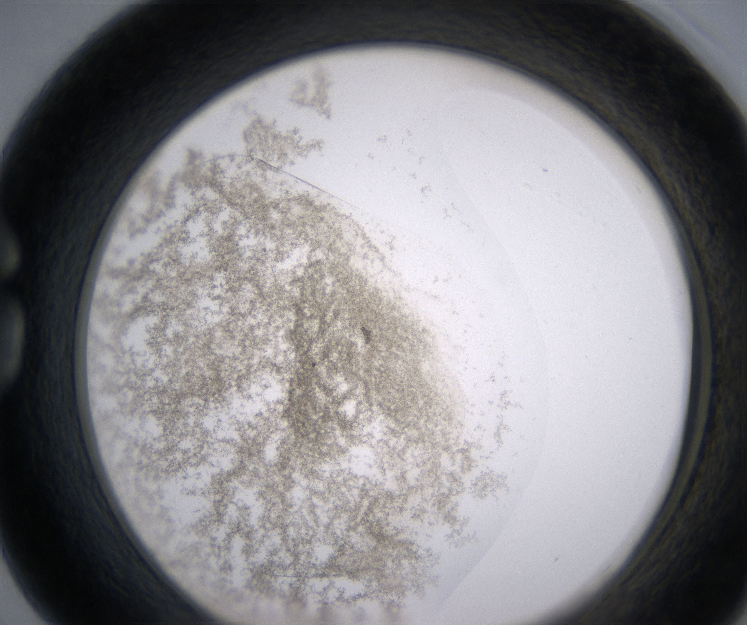 G3_HighResolution_Precipitate_1.jpg