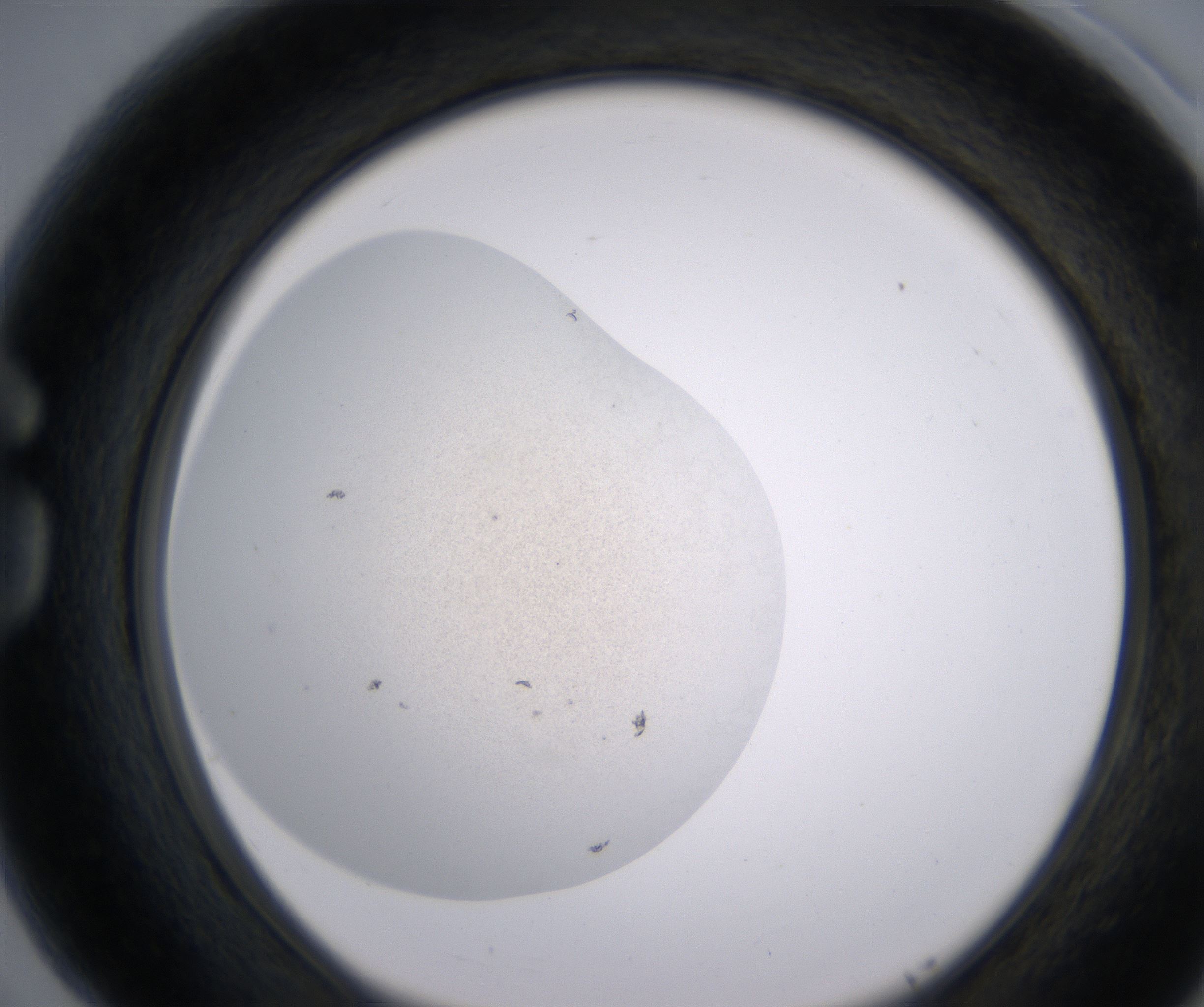 G5_HighResolution_Precipitate_1.jpg