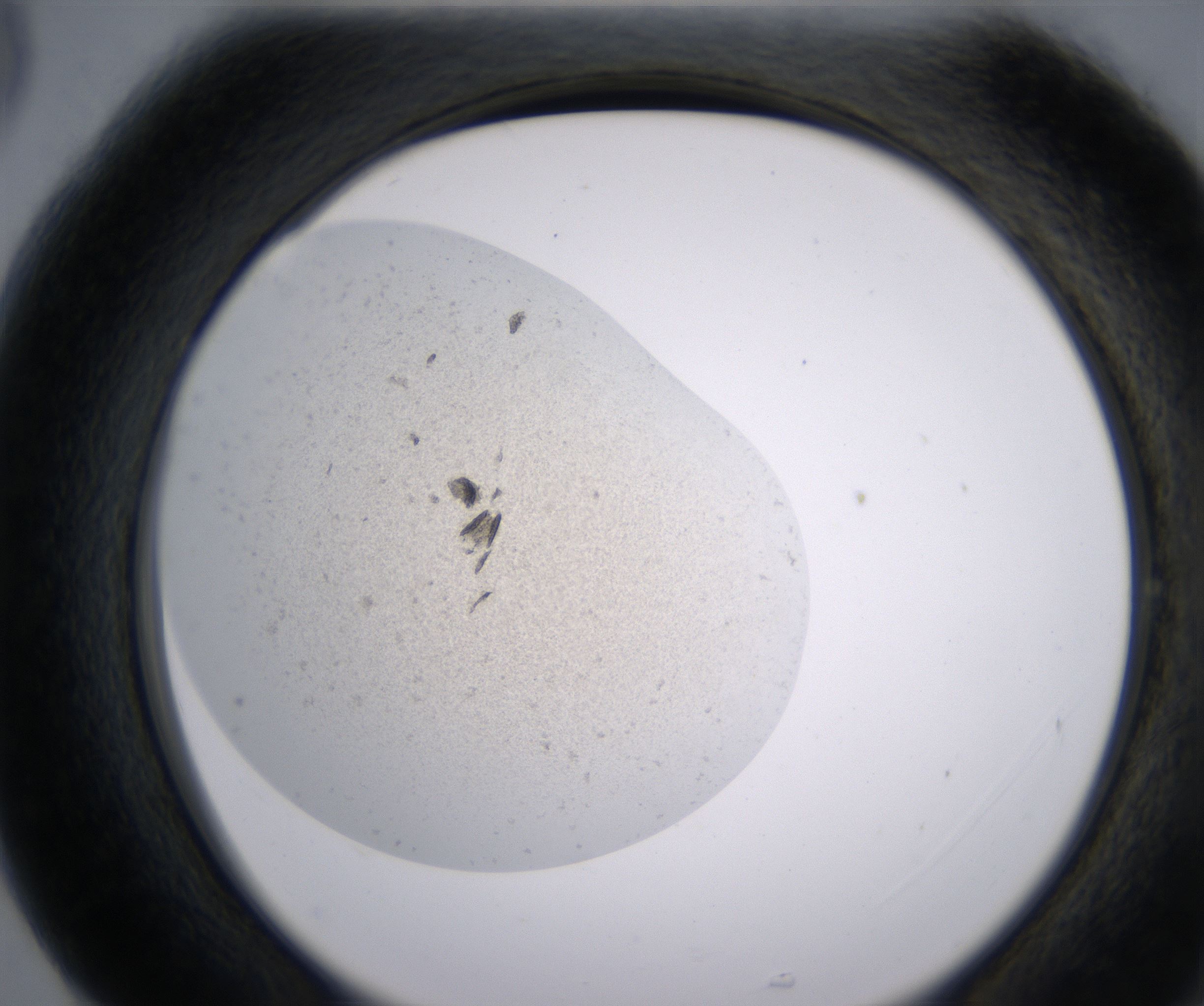 G5_HighResolution_Precipitate_2.jpg