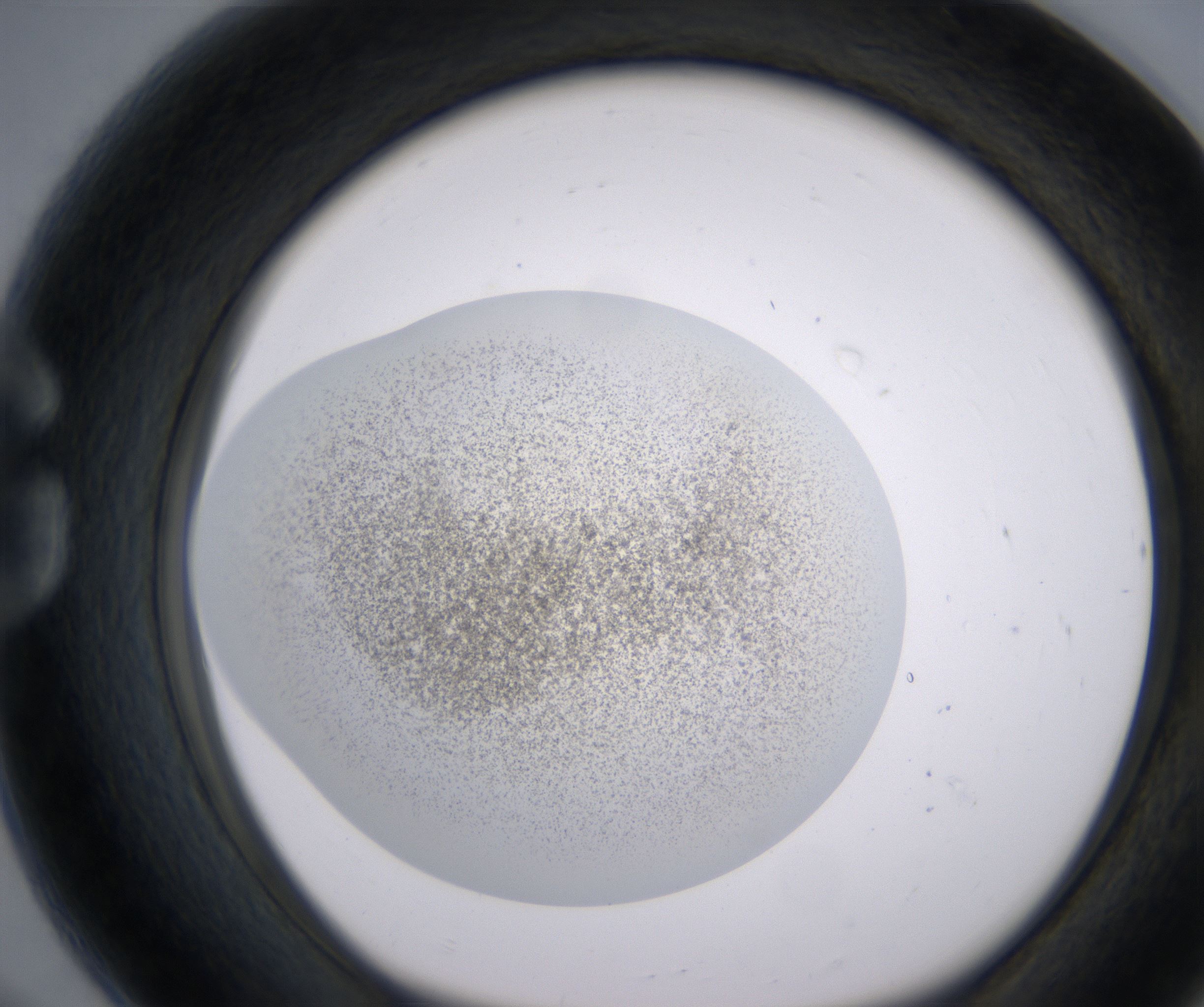 G8_HighResolution_Precipitate_1.jpg