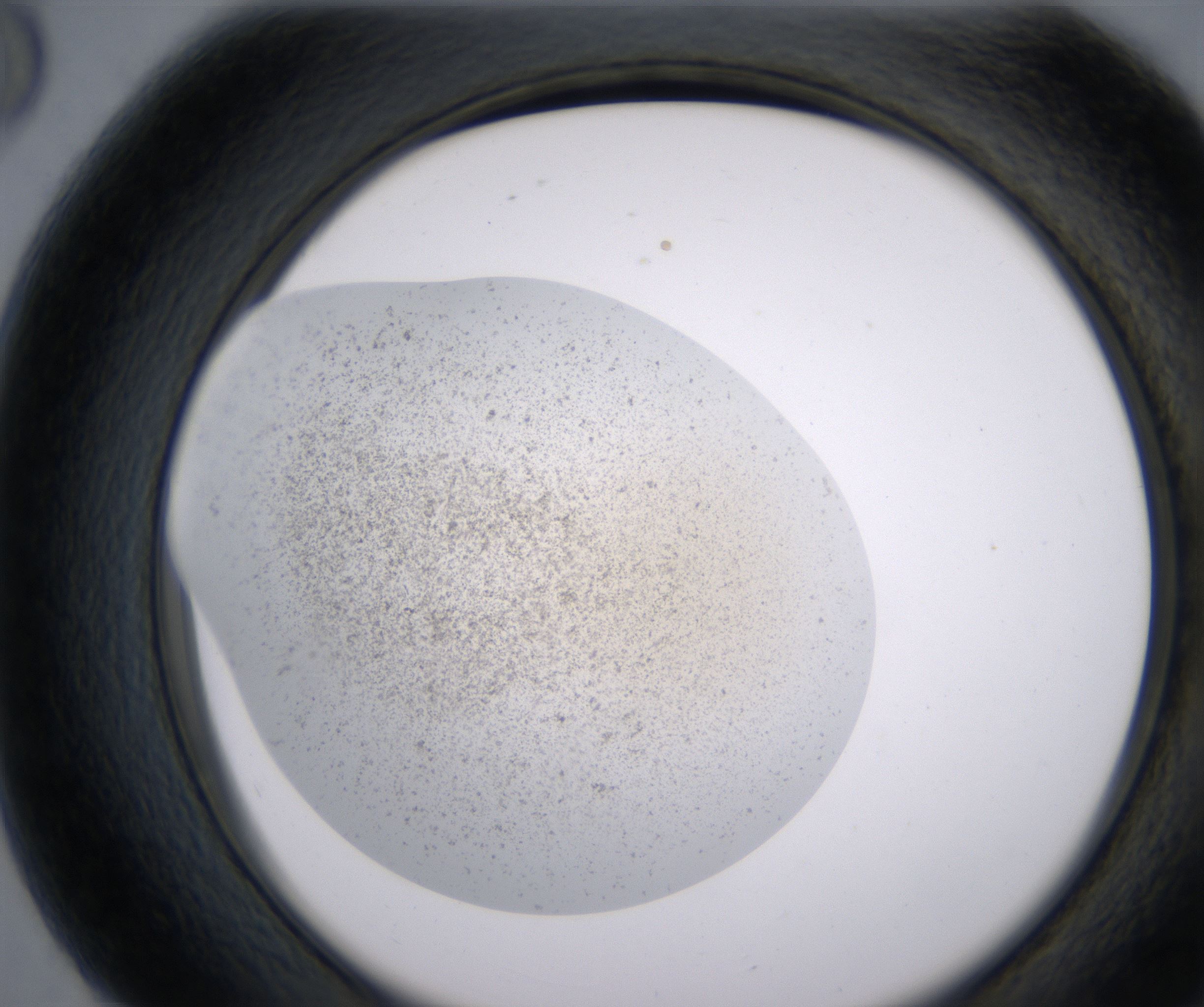 G8_HighResolution_Precipitate_2.jpg