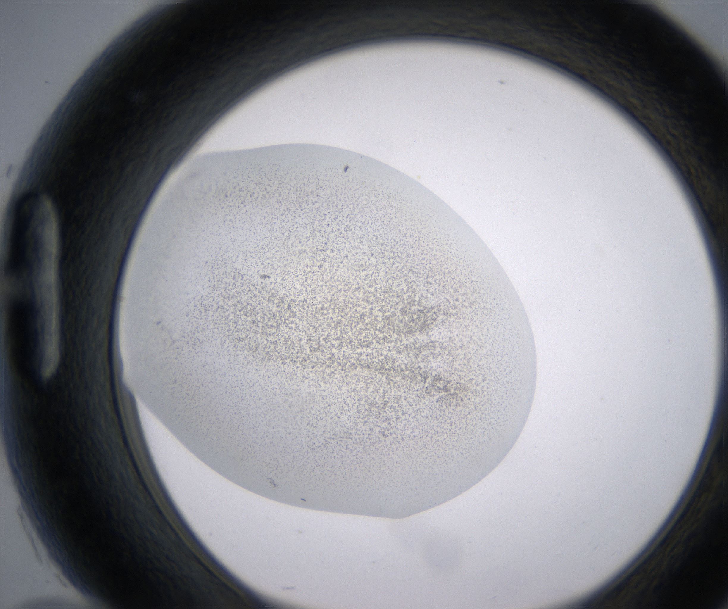 H10_HighResolution_Precipitate_1.jpg