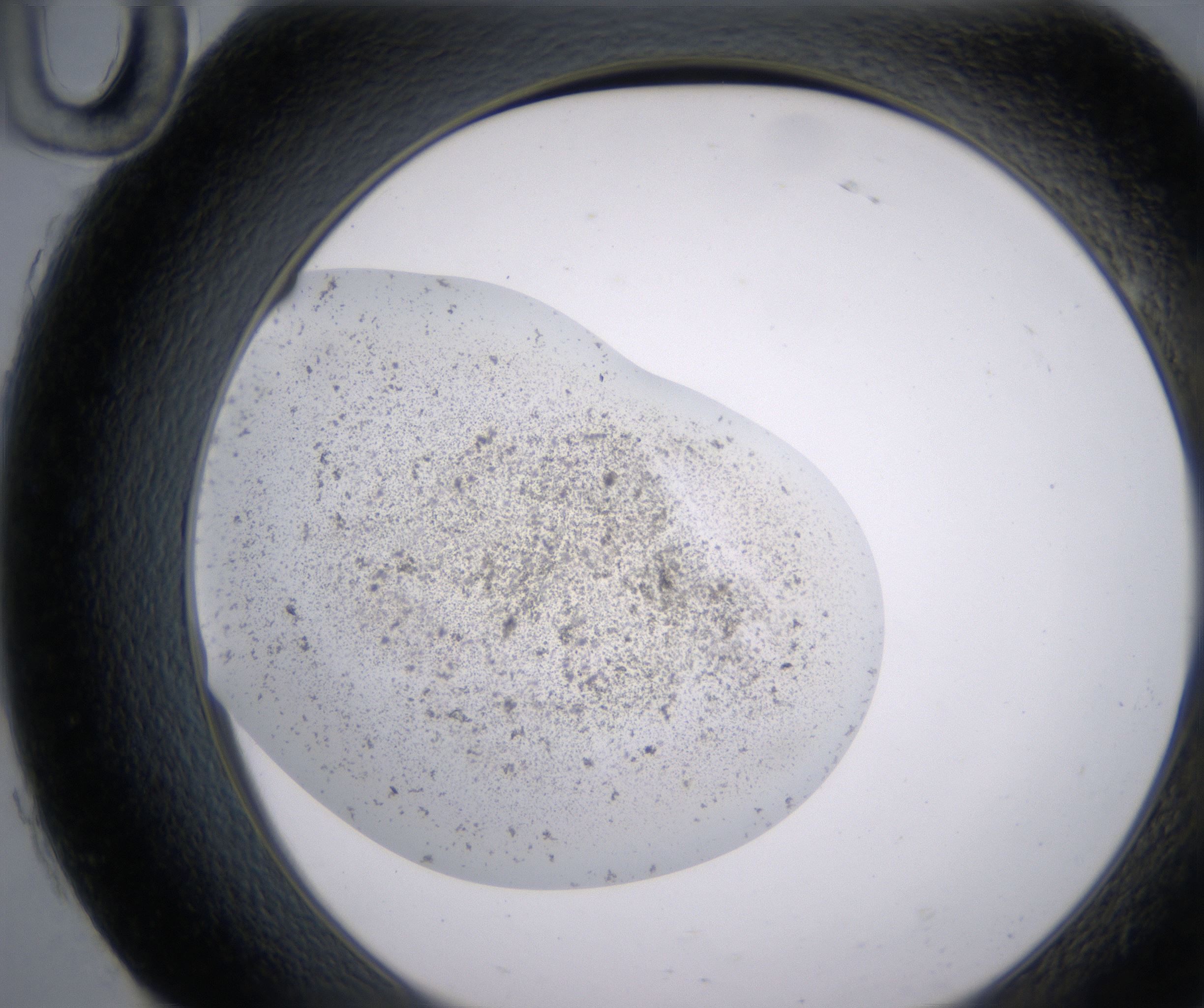 H10_HighResolution_Precipitate_2.jpg