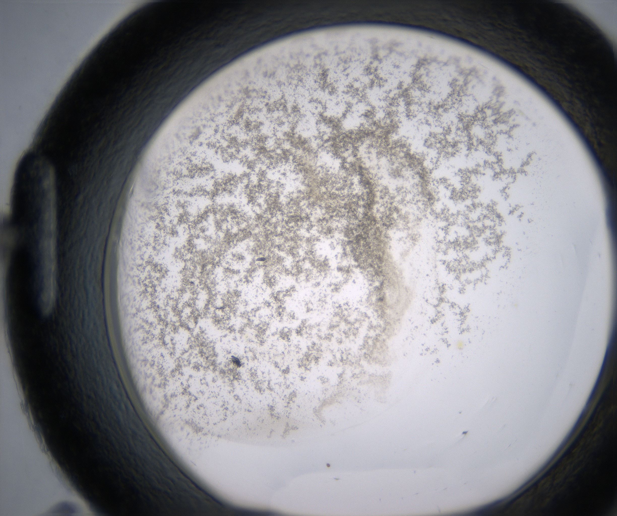 H11_HighResolution_Precipitate_1.jpg
