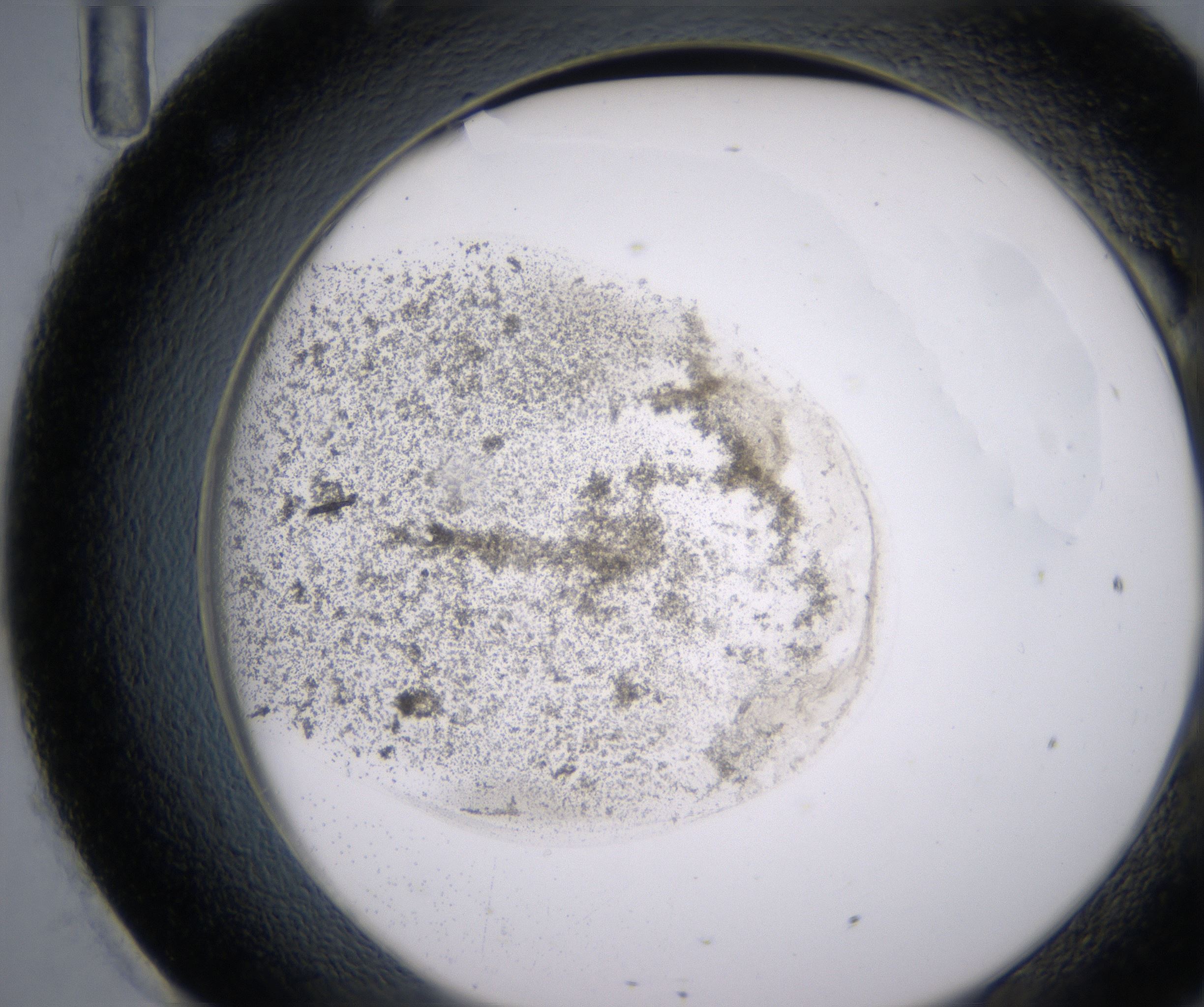 H11_HighResolution_Precipitate_2.jpg