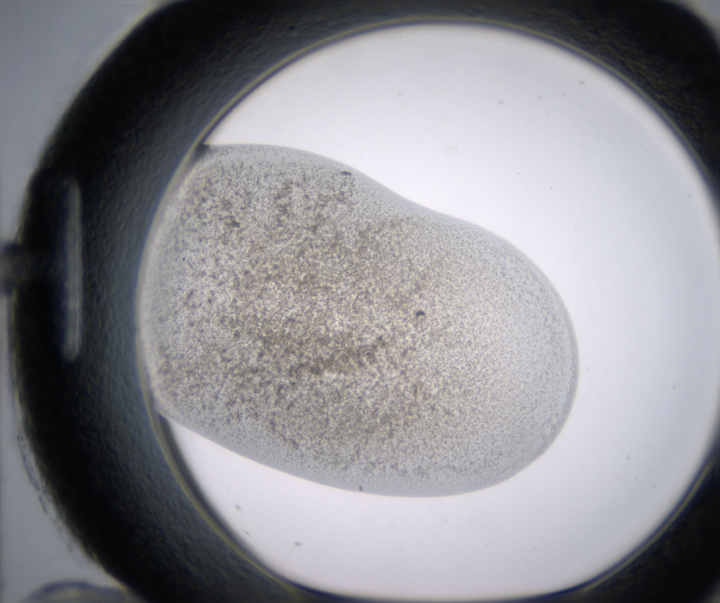 H12_HighResolution_Precipitate_1.jpg