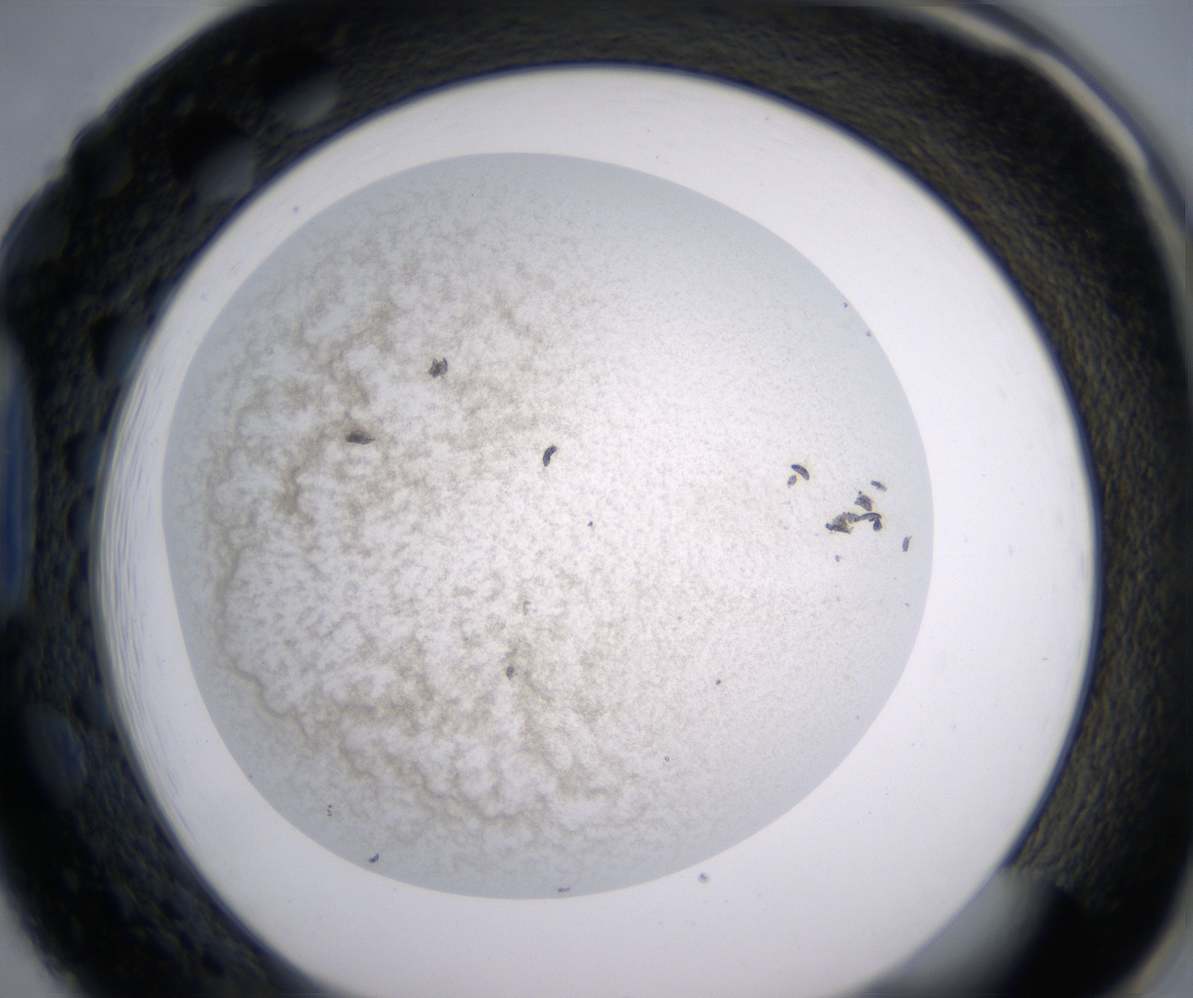 H1_HighResolution_Precipitate_1.jpg