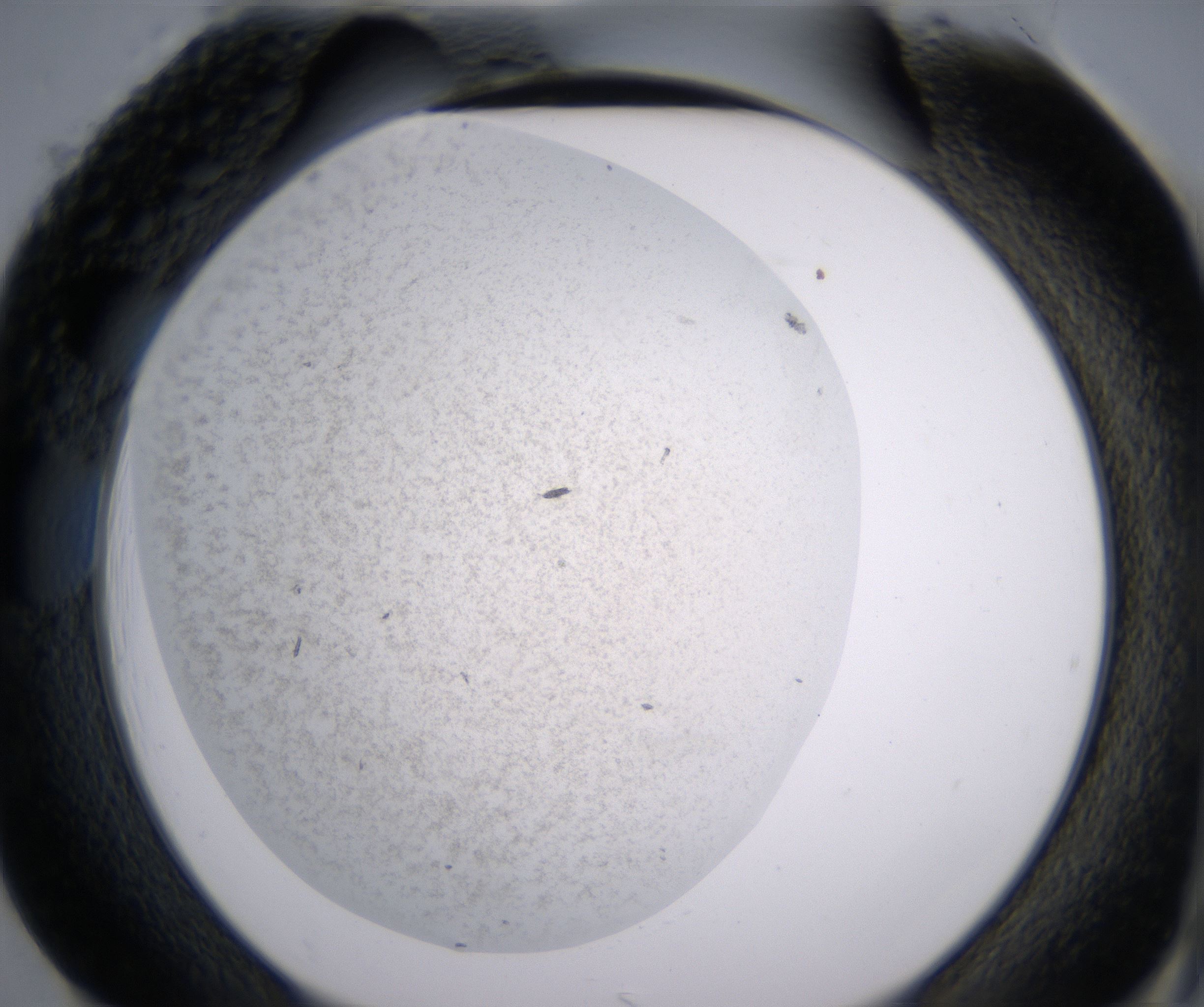 H1_HighResolution_Precipitate_2.jpg