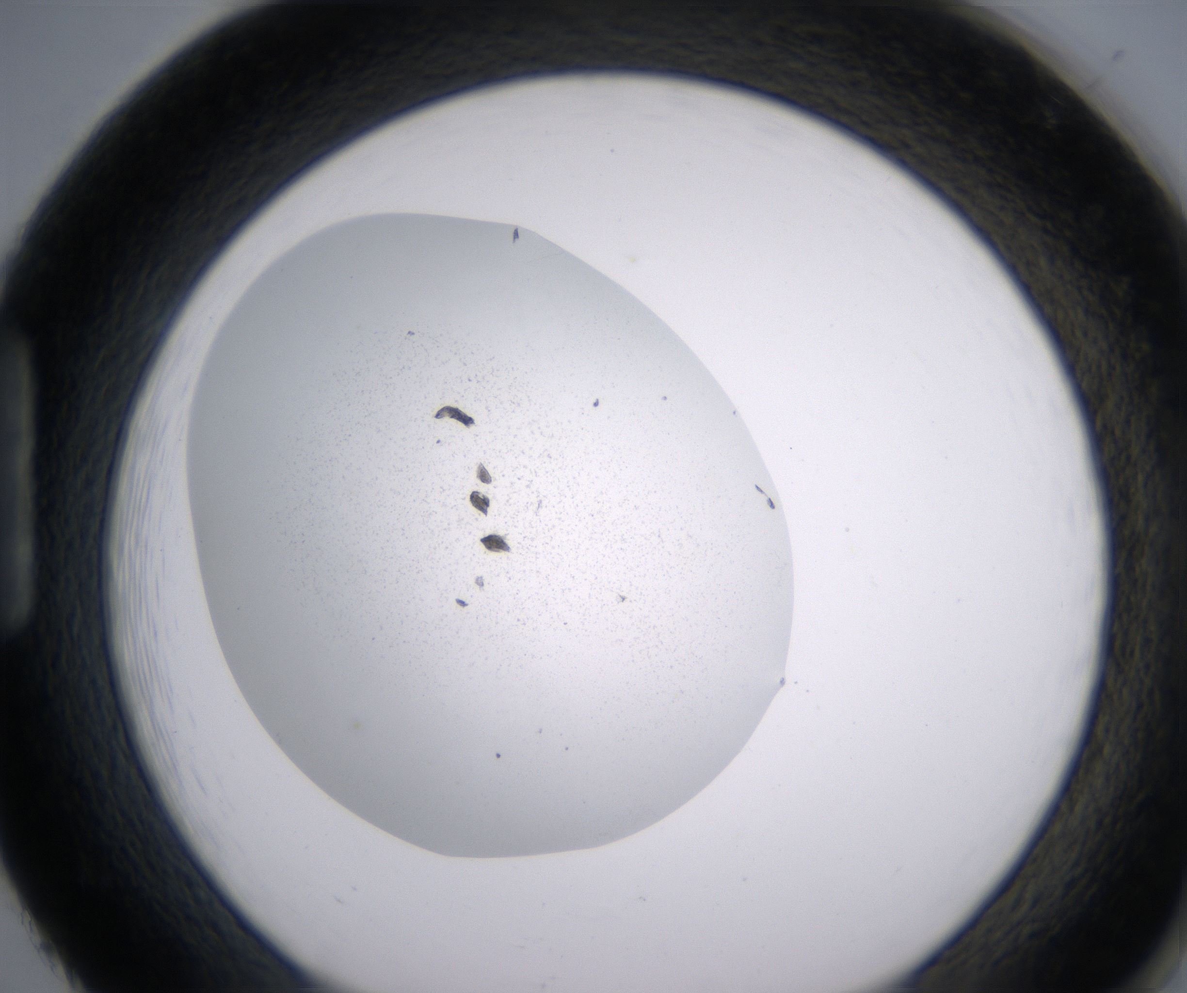 H2_HighResolution_Precipitate_1.jpg