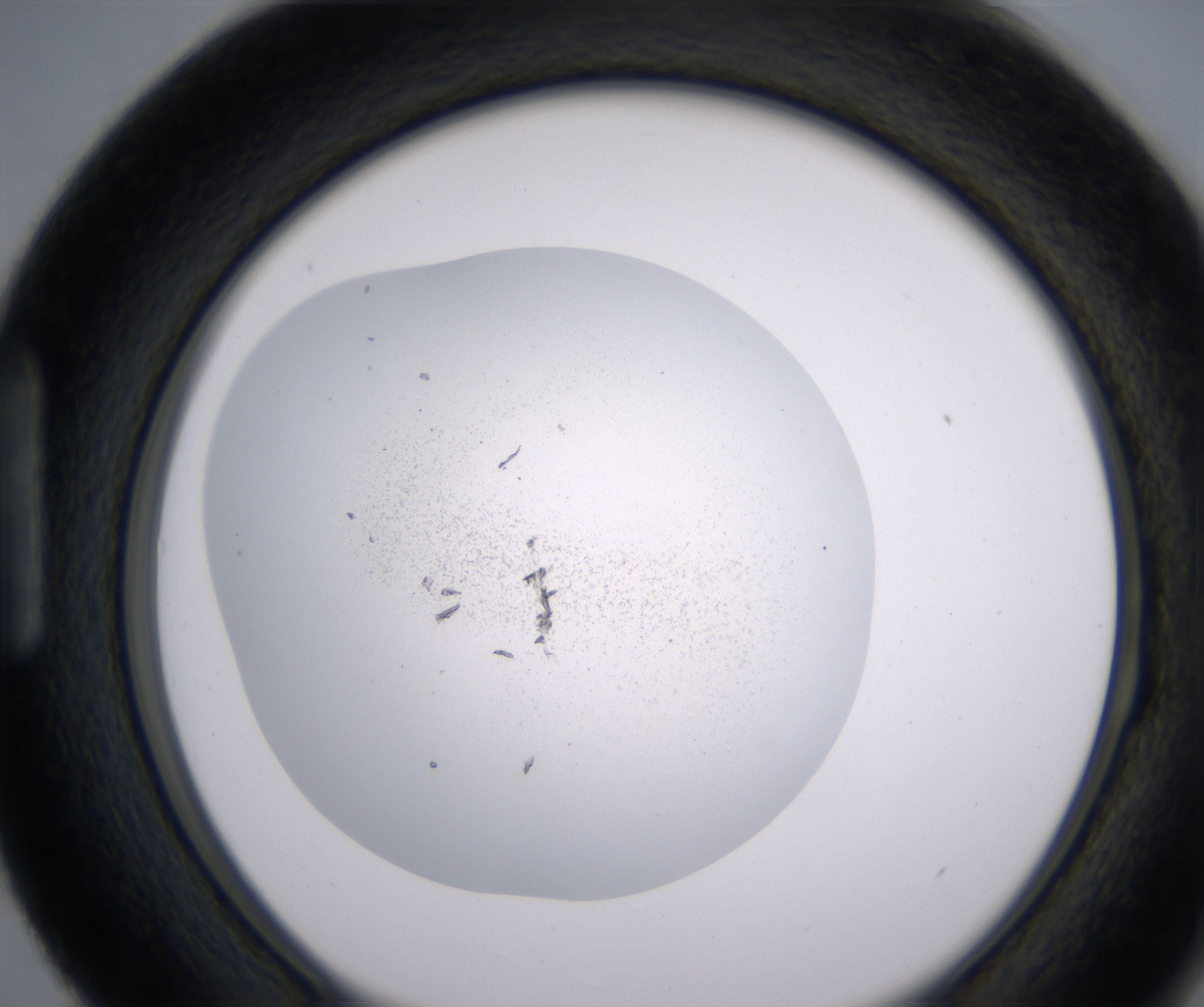 H3_HighResolution_Precipitate_1.jpg