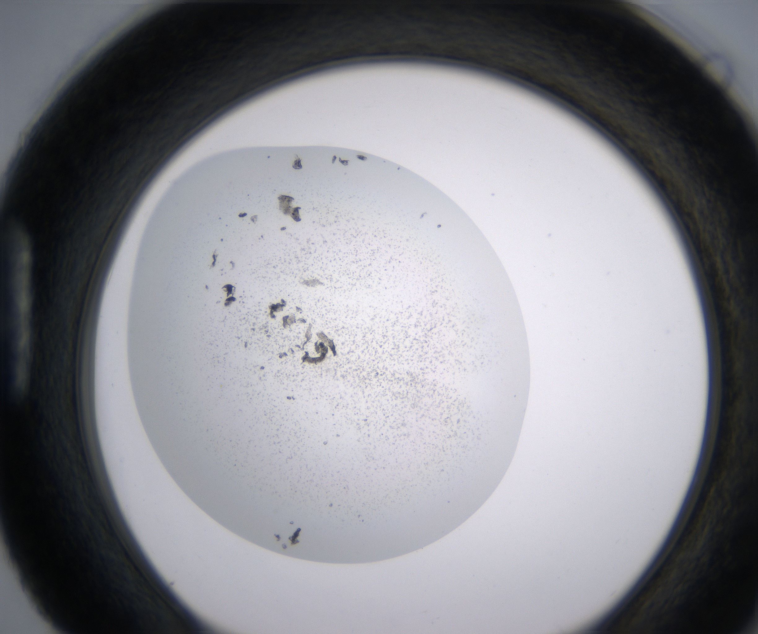 H4_HighResolution_Precipitate_1.jpg