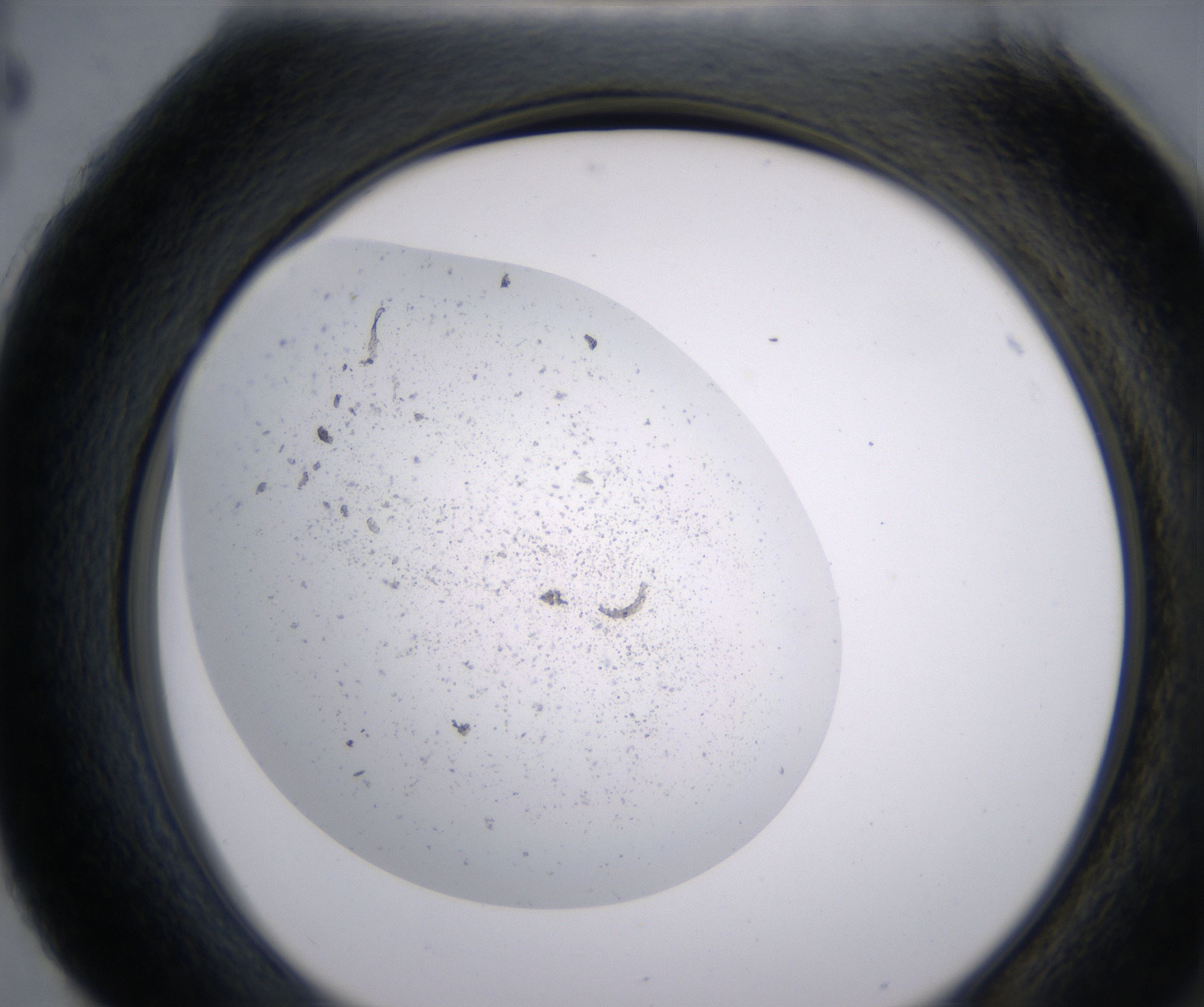 H4_HighResolution_Precipitate_2.jpg